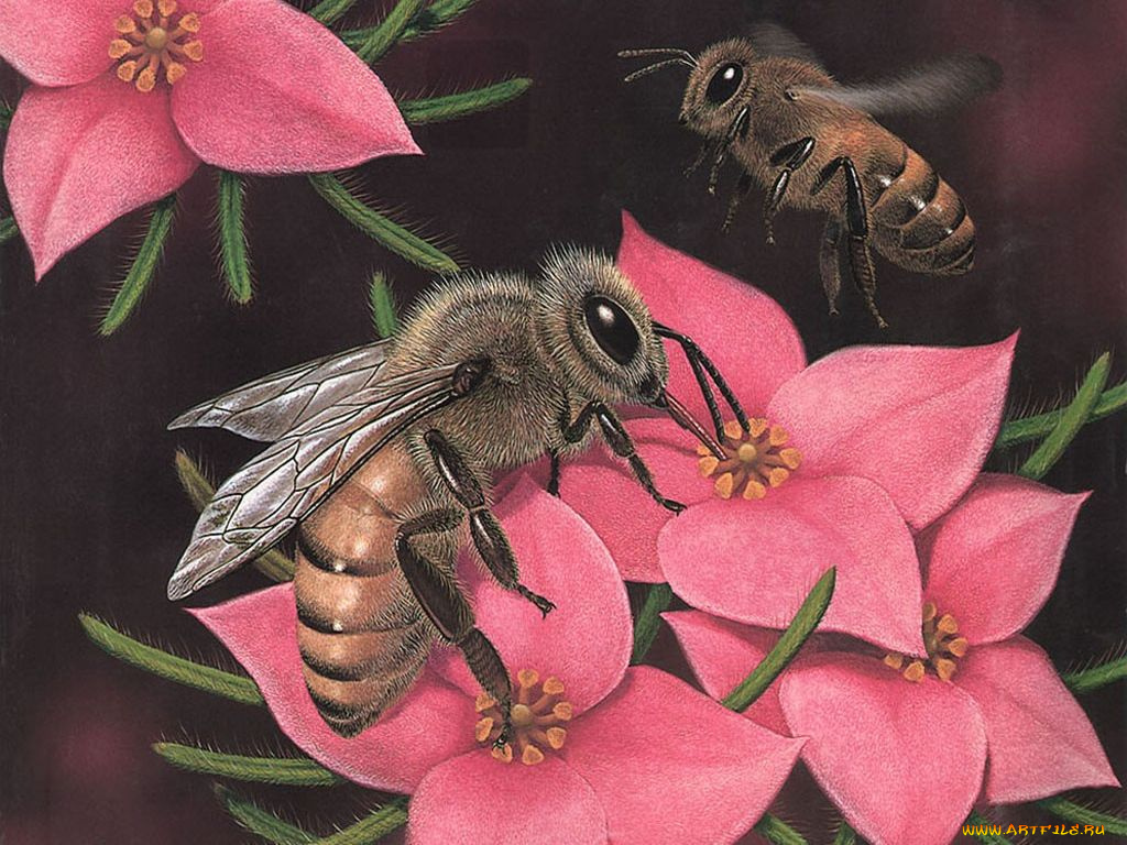 рисованные, животные