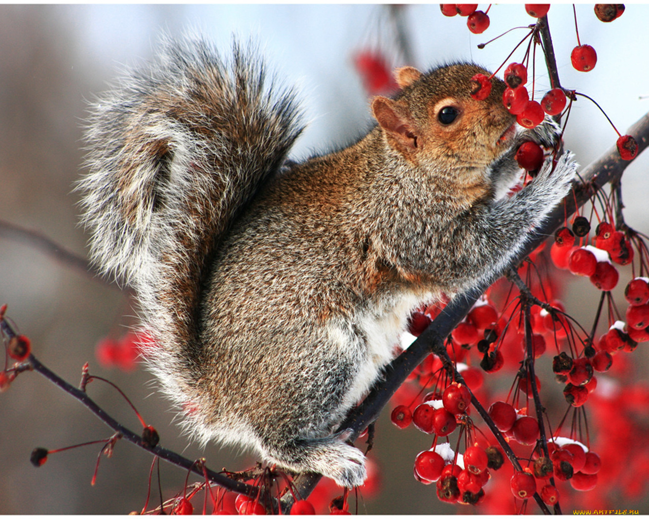 животные, белки