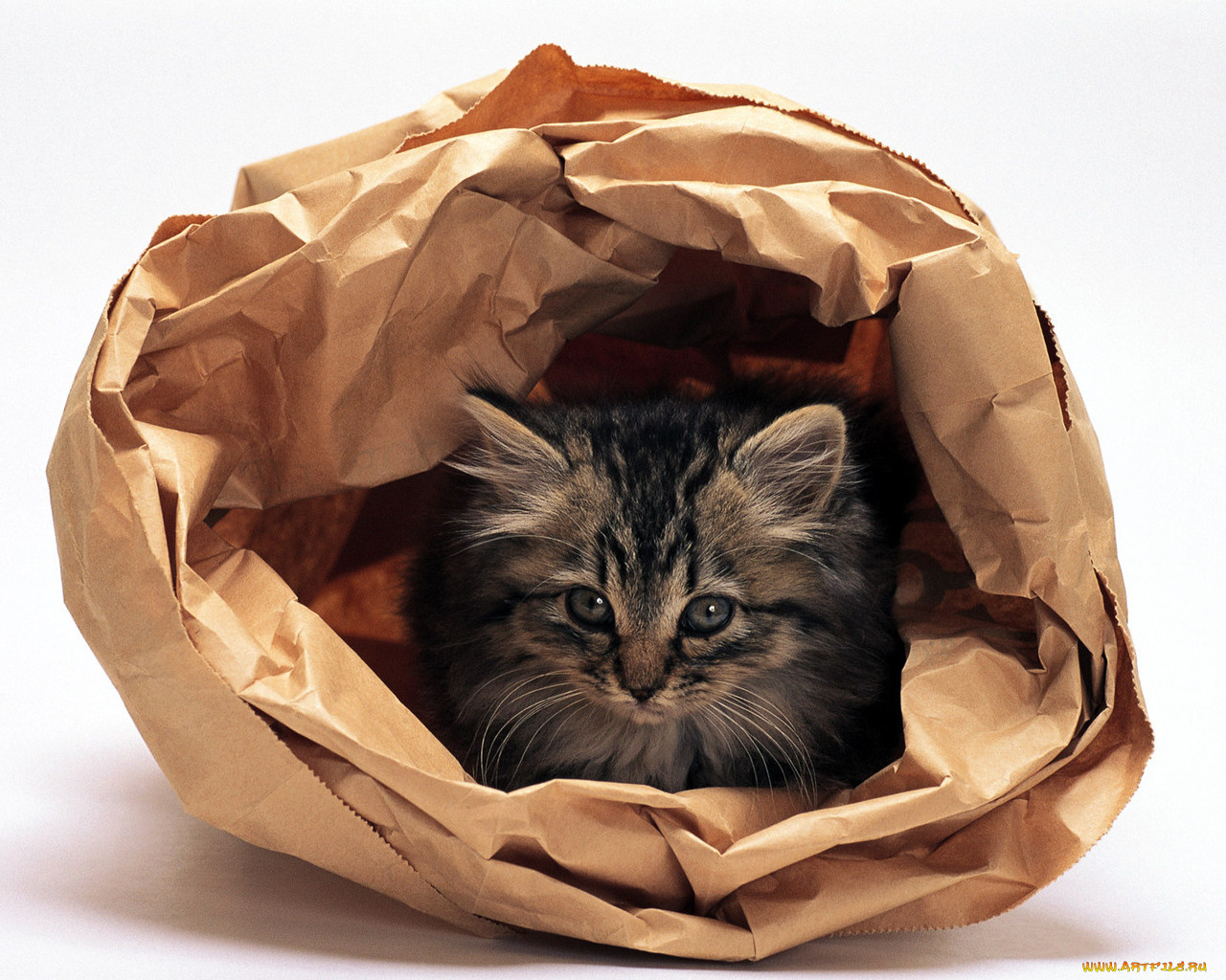 животные, коты