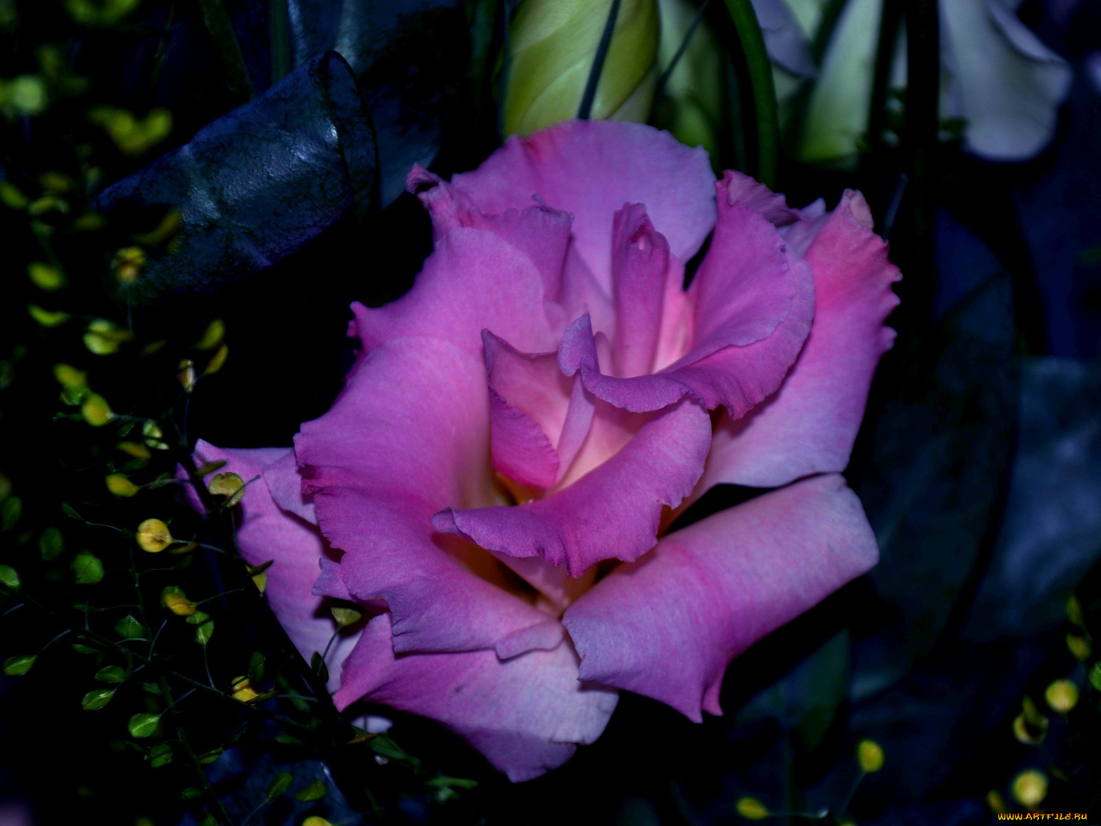 цветы, эустома