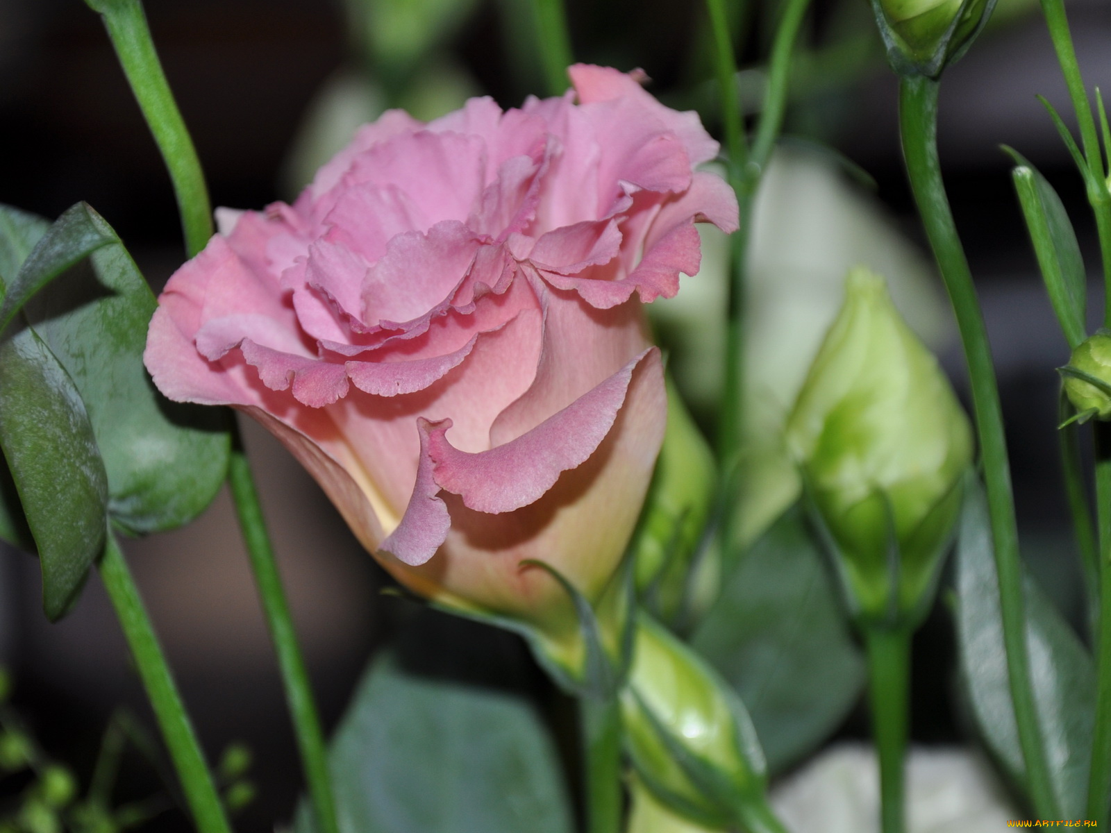 цветы, эустома