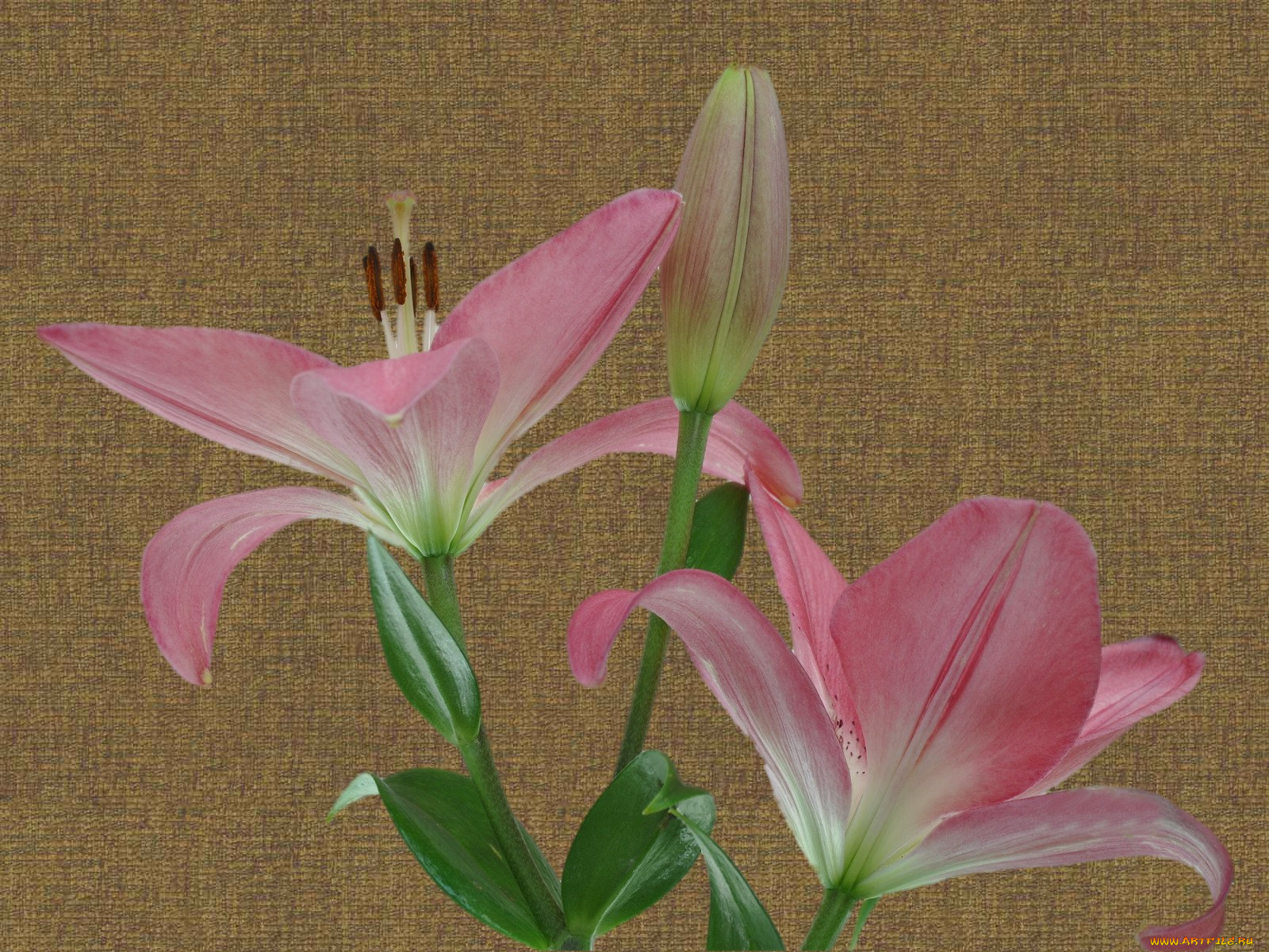 цветы, лилии, лилейники