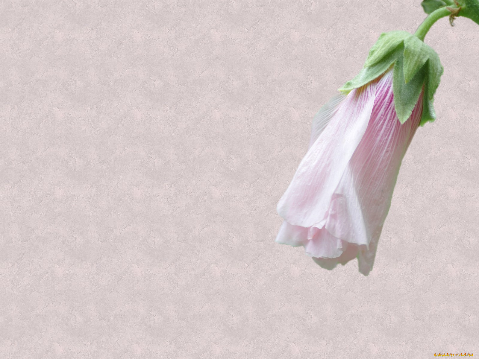 цветы, мальвы