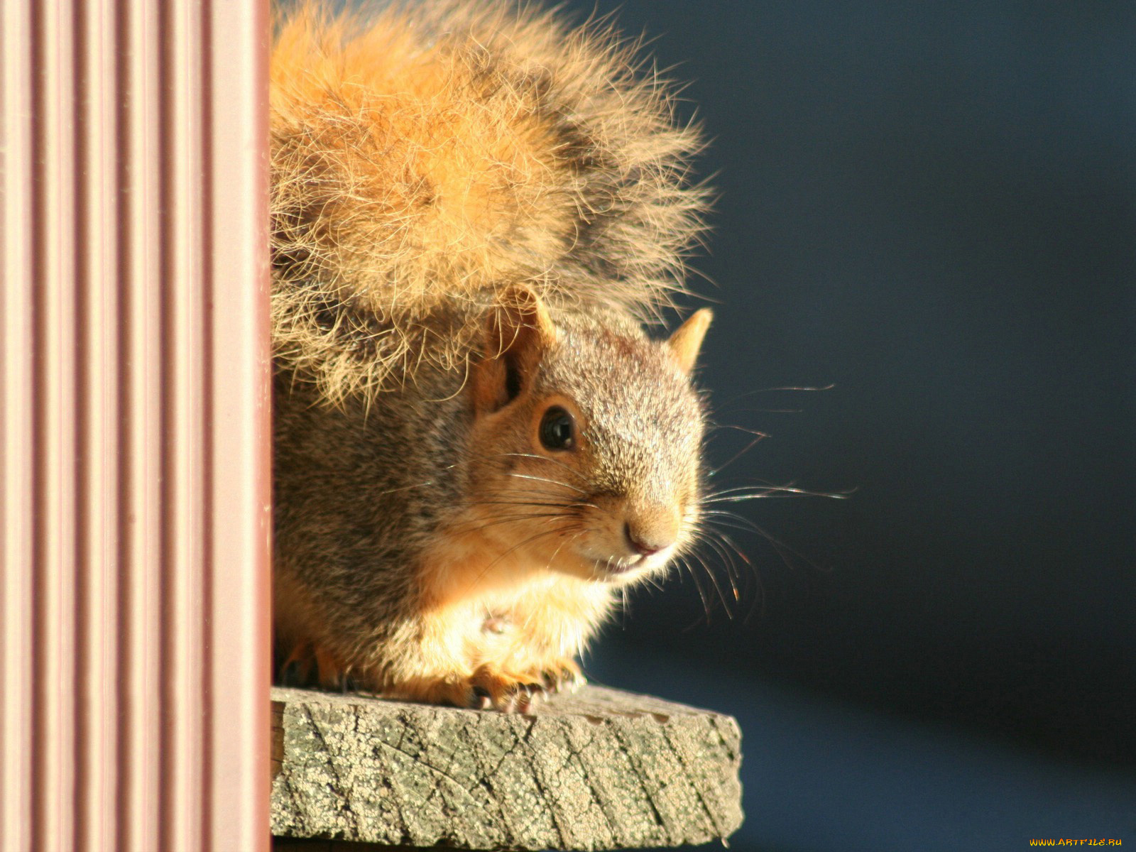 животные, белки