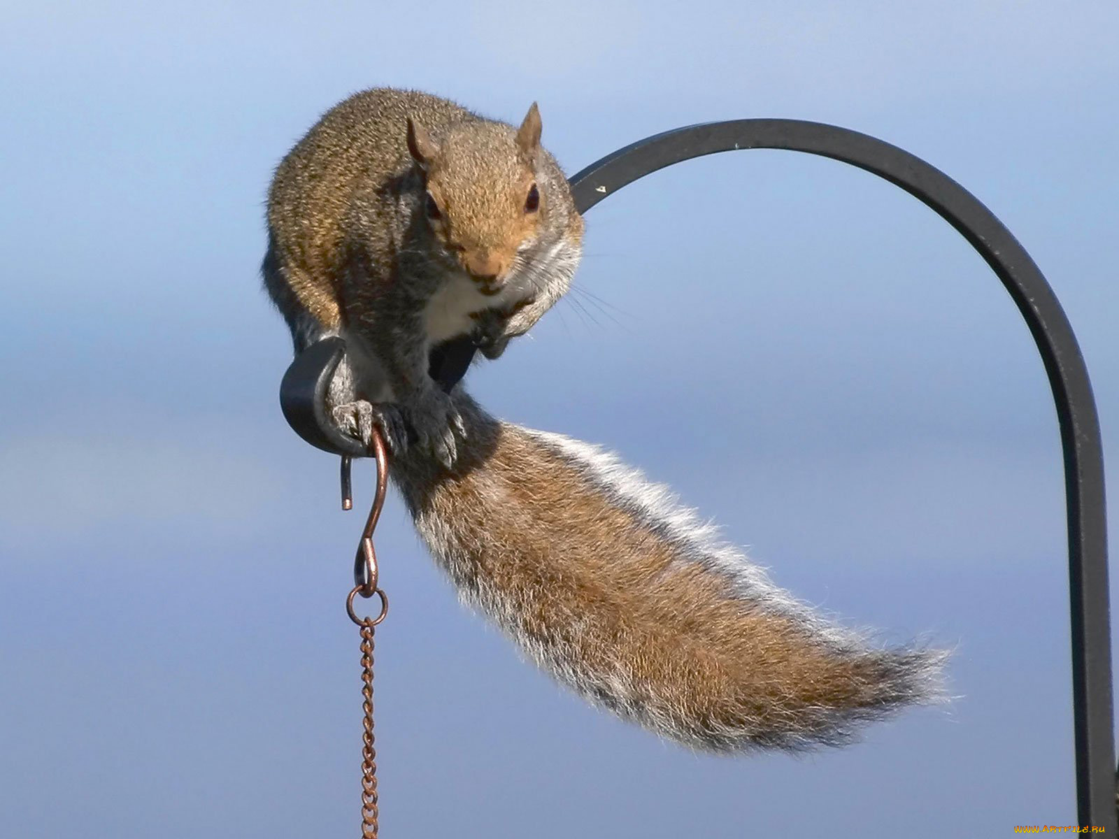 животные, белки