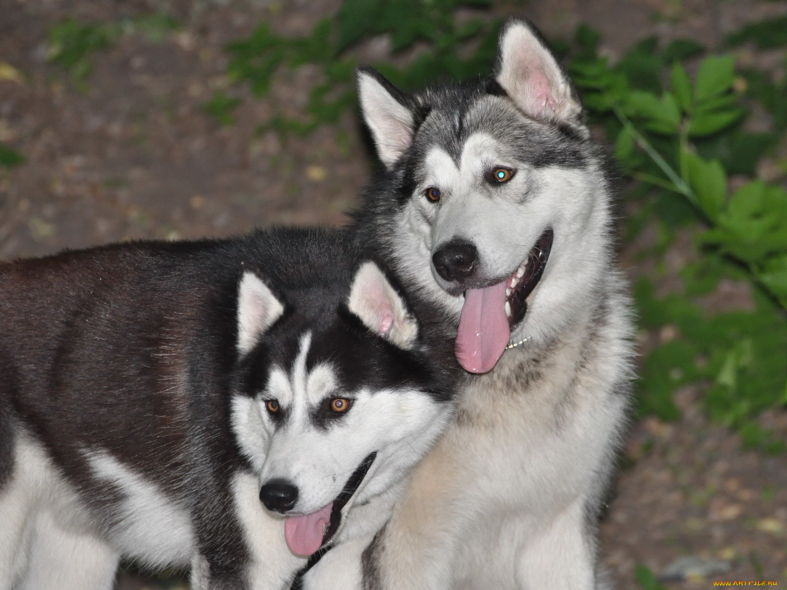 животные, собаки