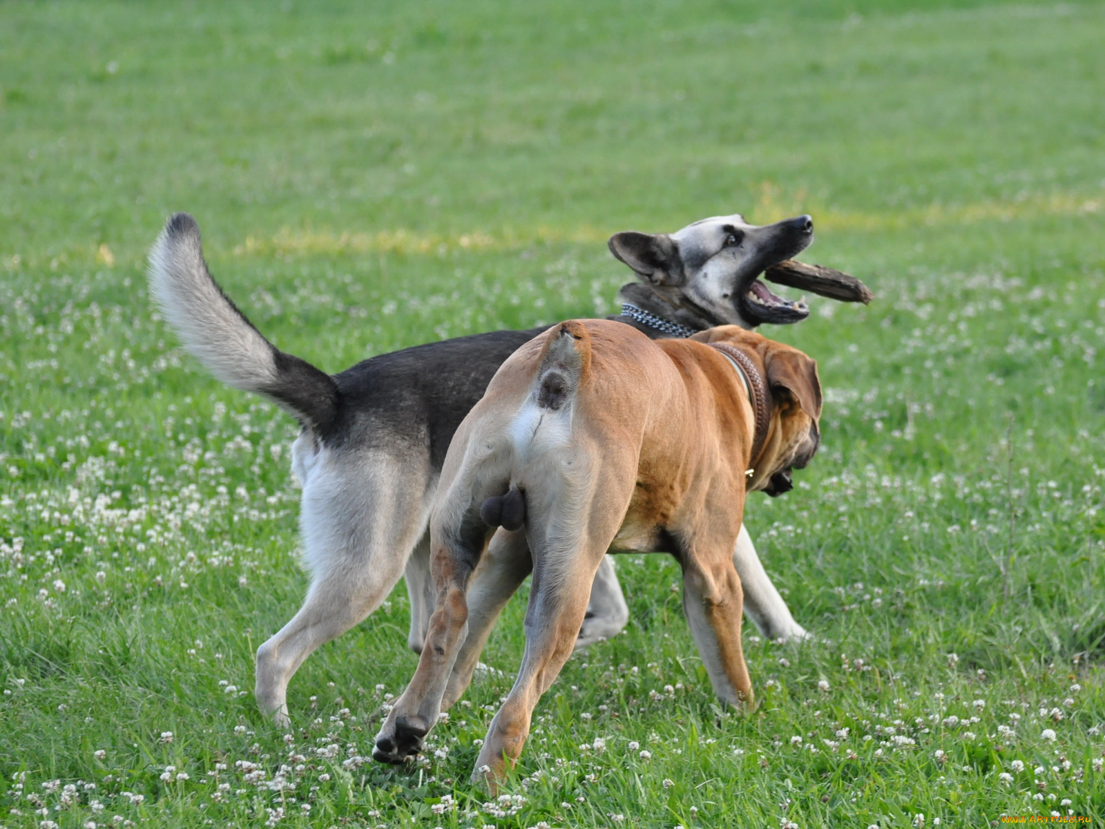 животные, собаки