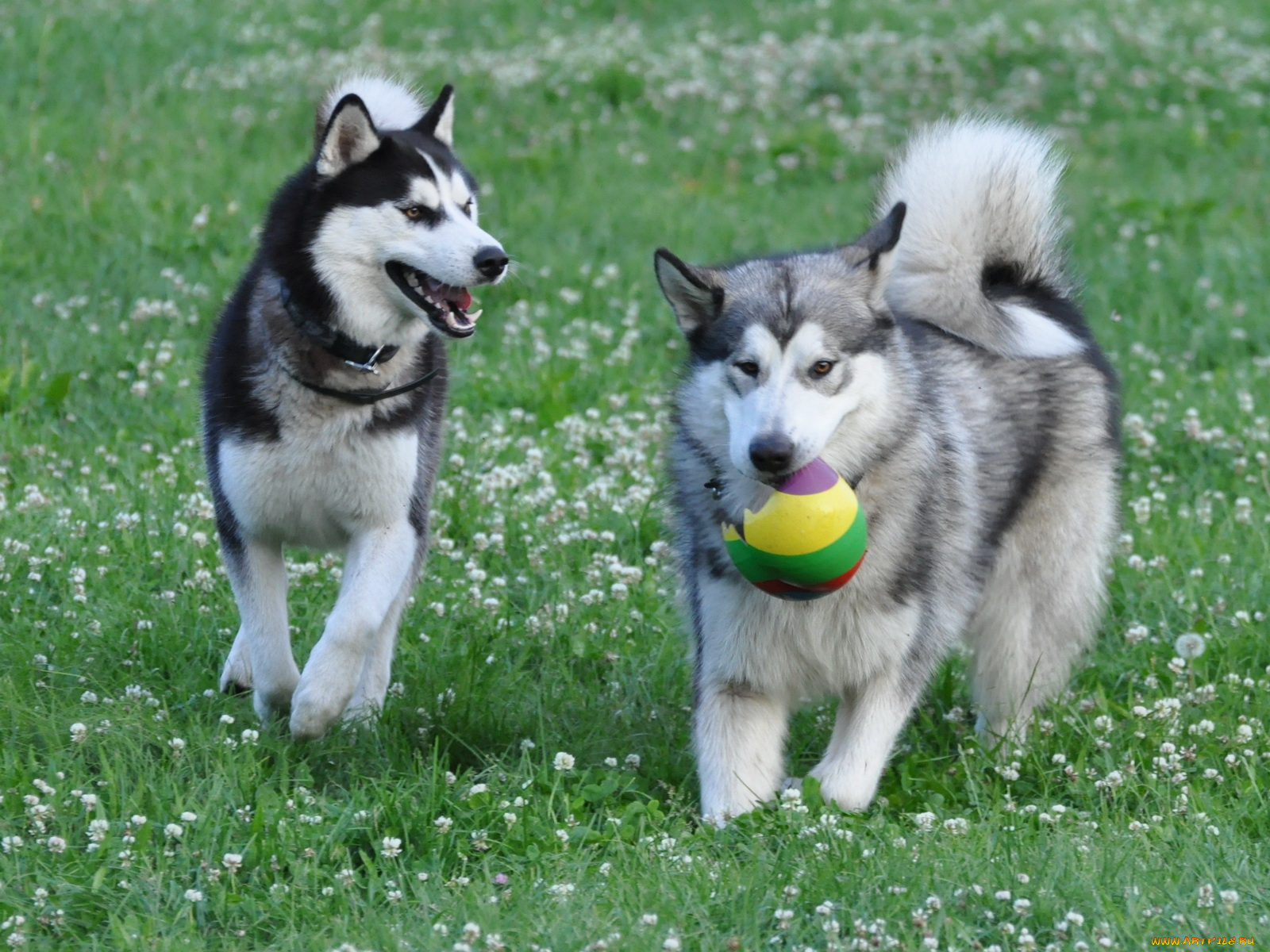 животные, собаки
