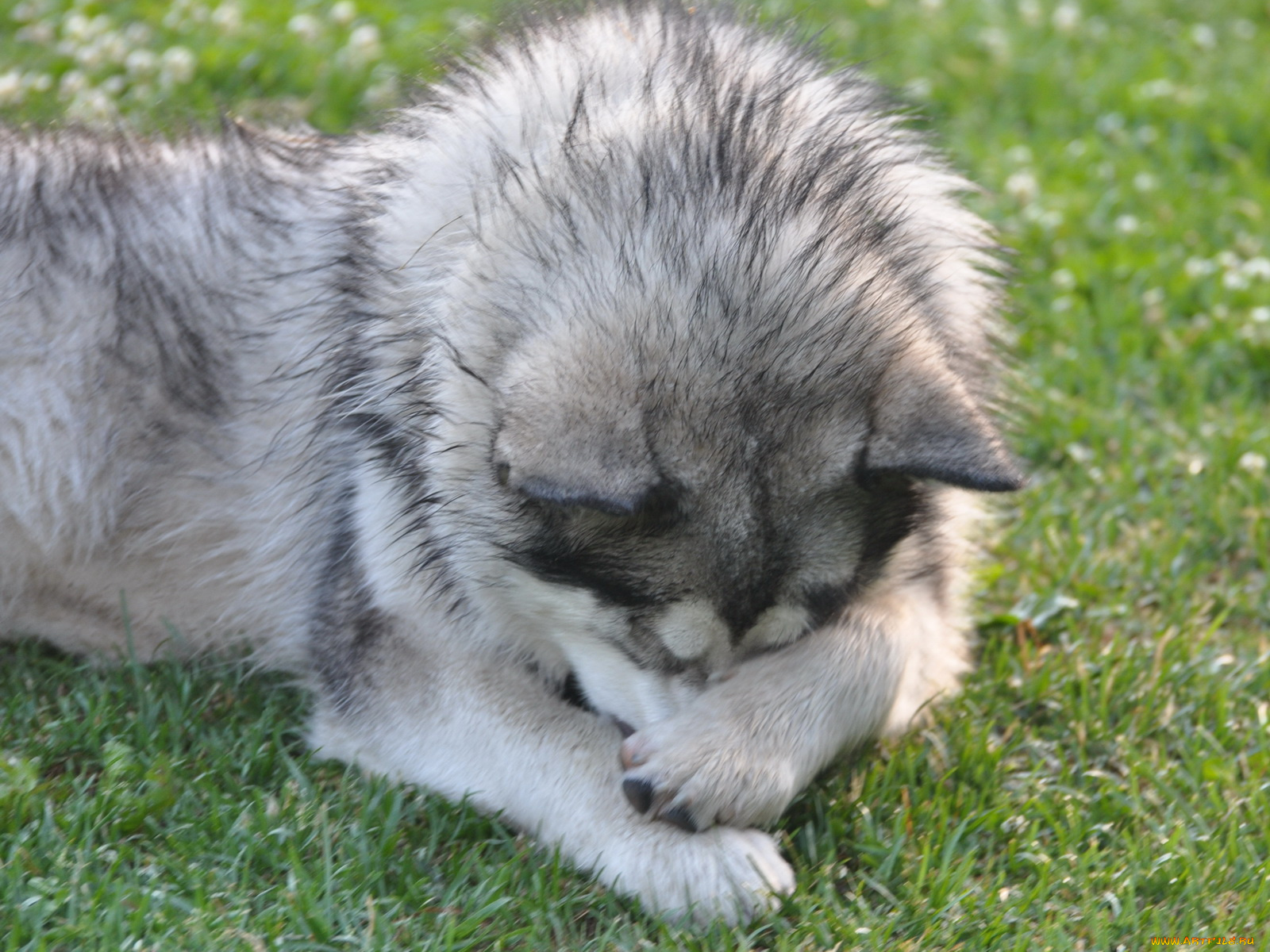 животные, собаки