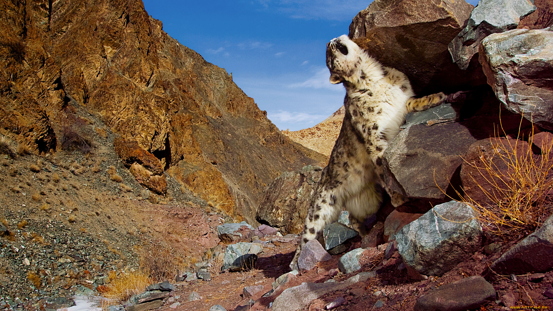 животные, снежный, барс, ирбис