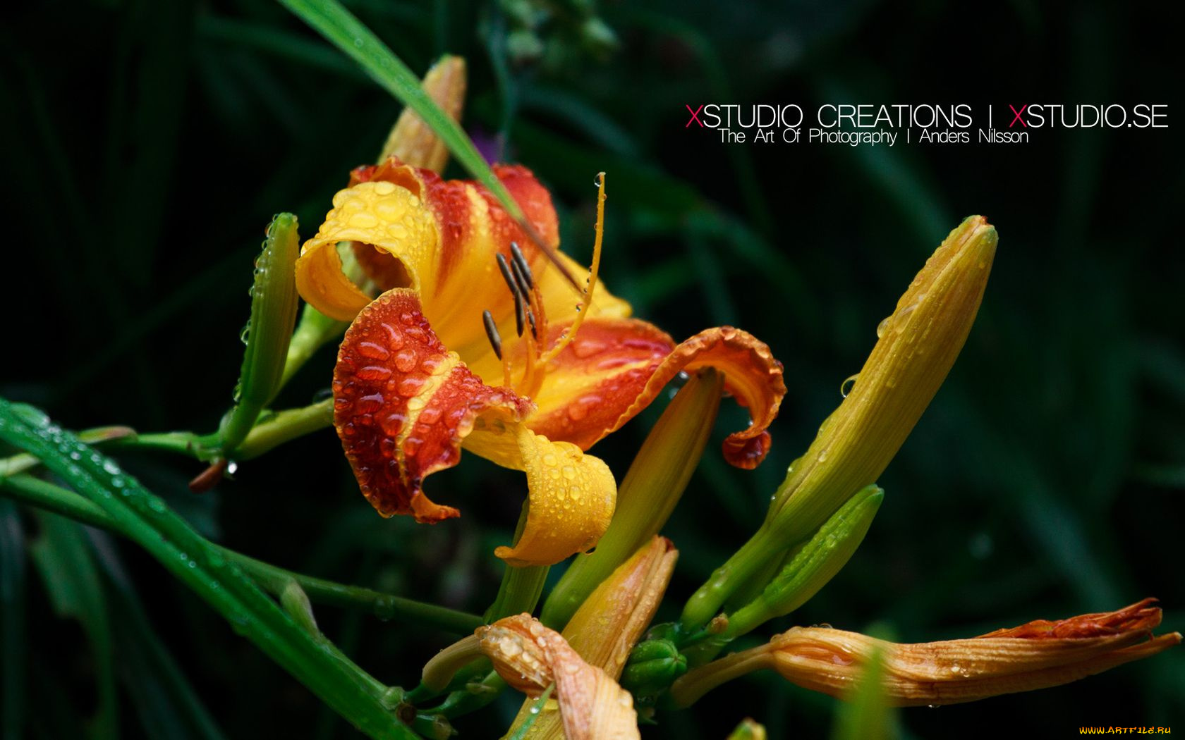 цветы, лилии, лилейники