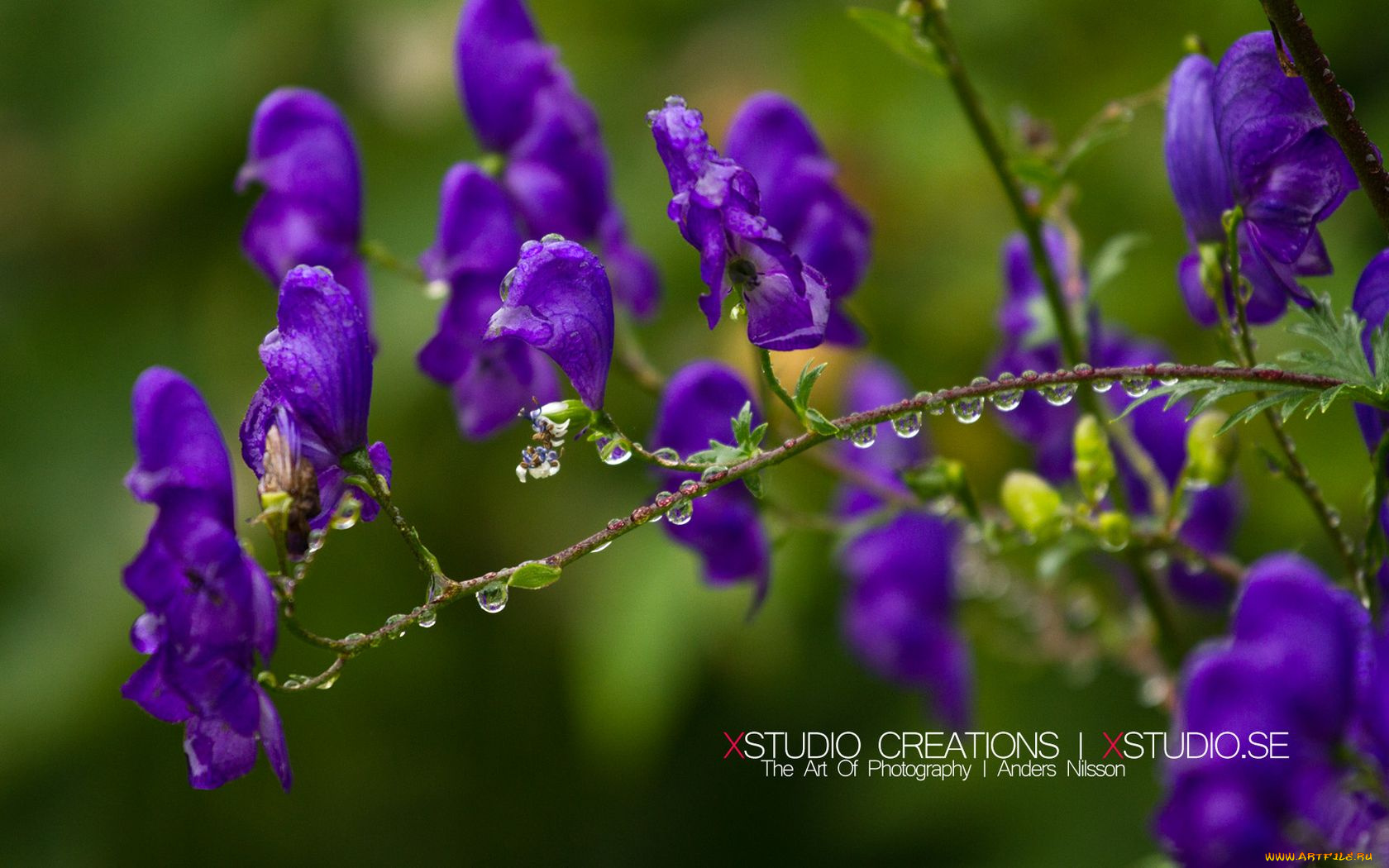 цветы, луговые, полевые