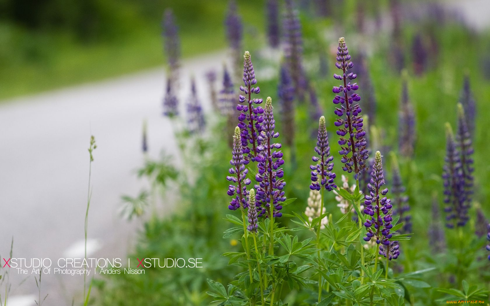 цветы, люпин