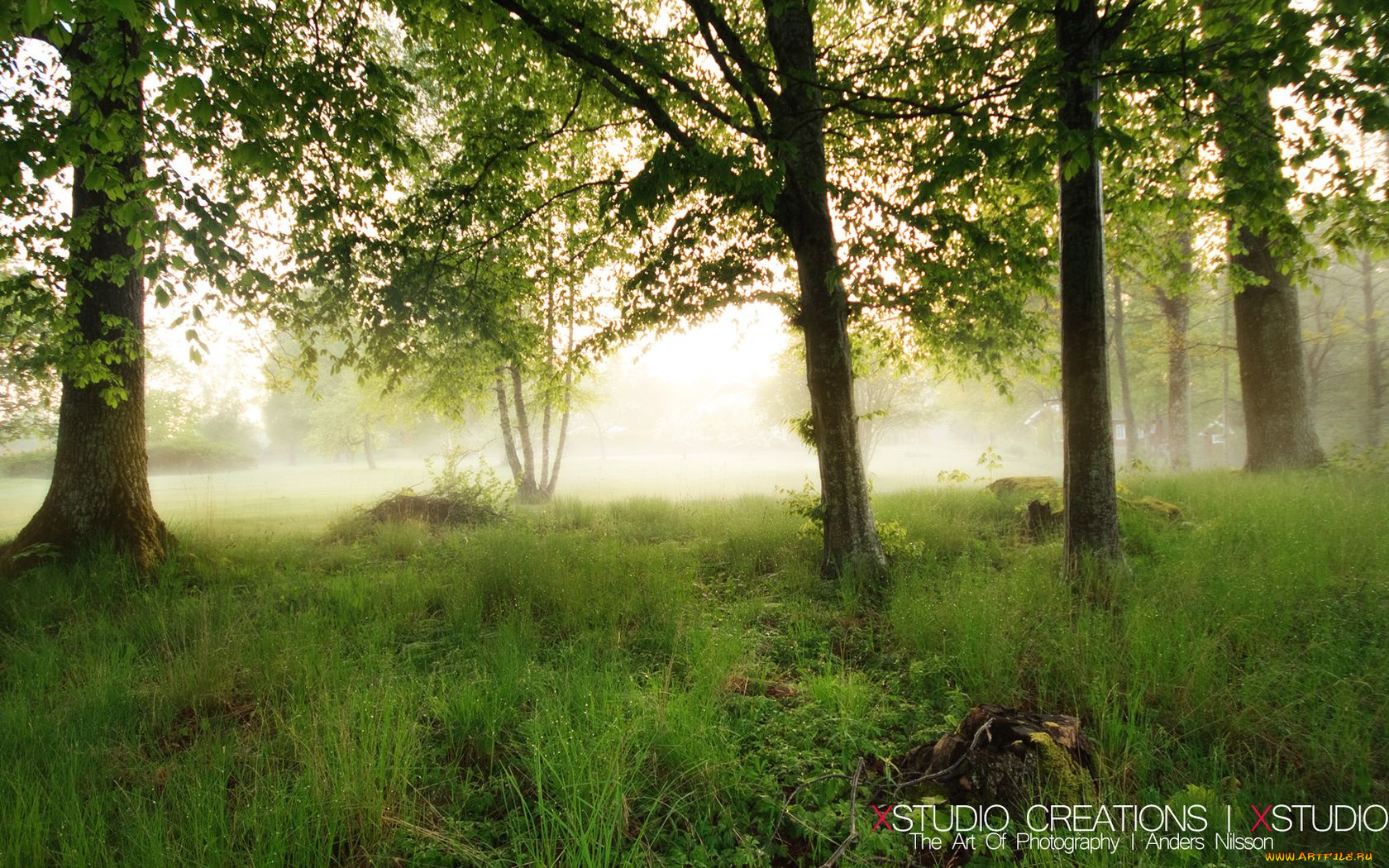 природа, лес