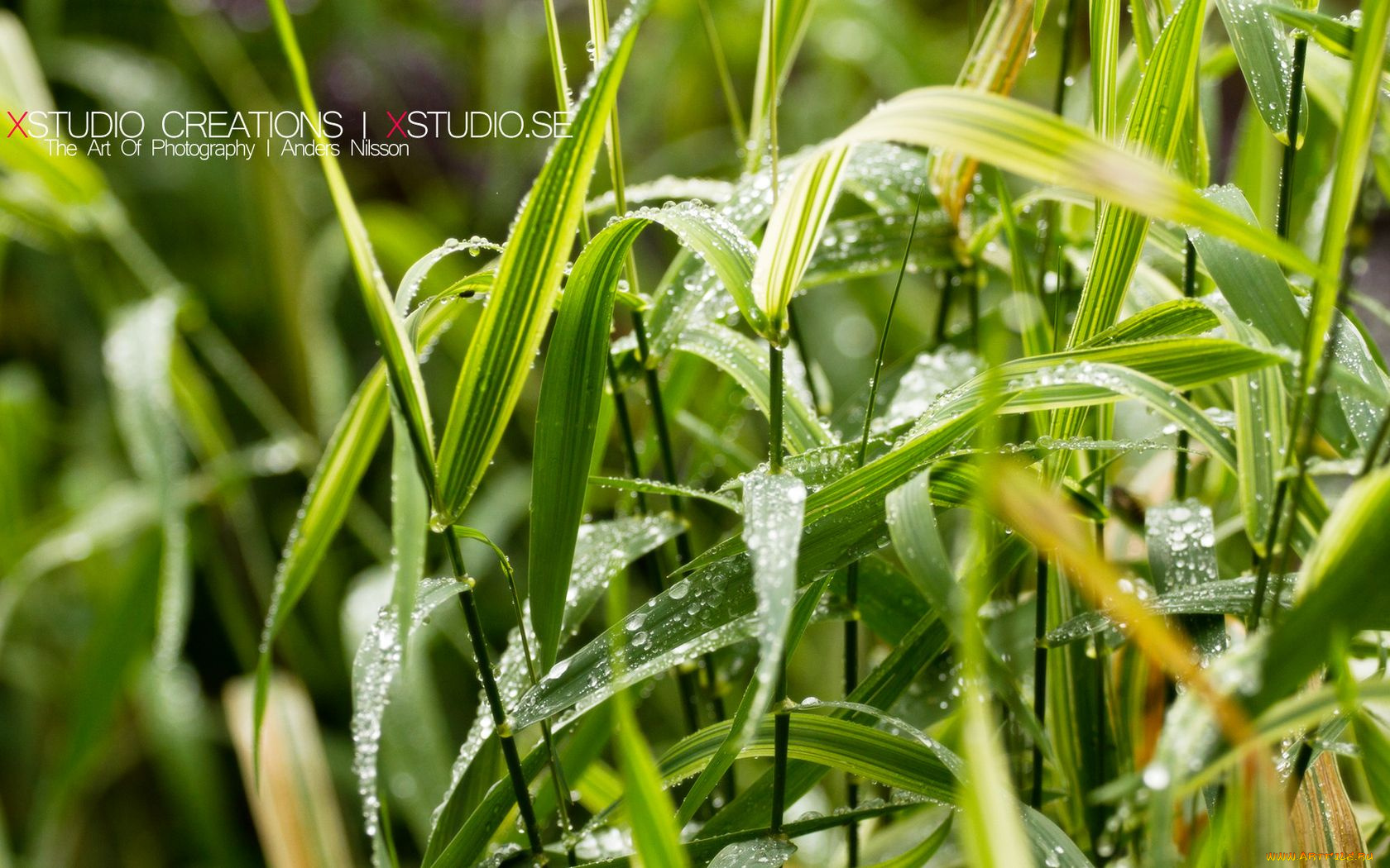 природа, макро