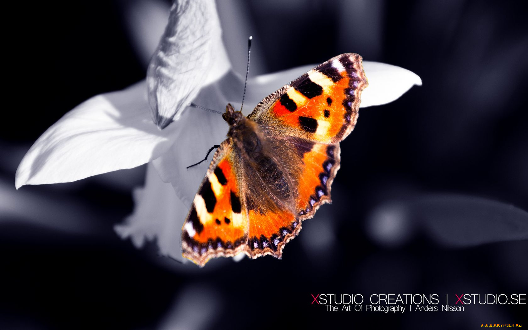 животные, бабочки