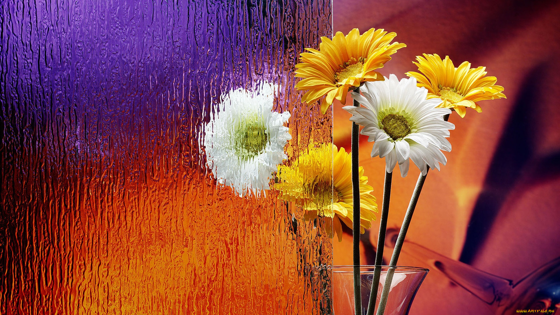 цветы, герберы