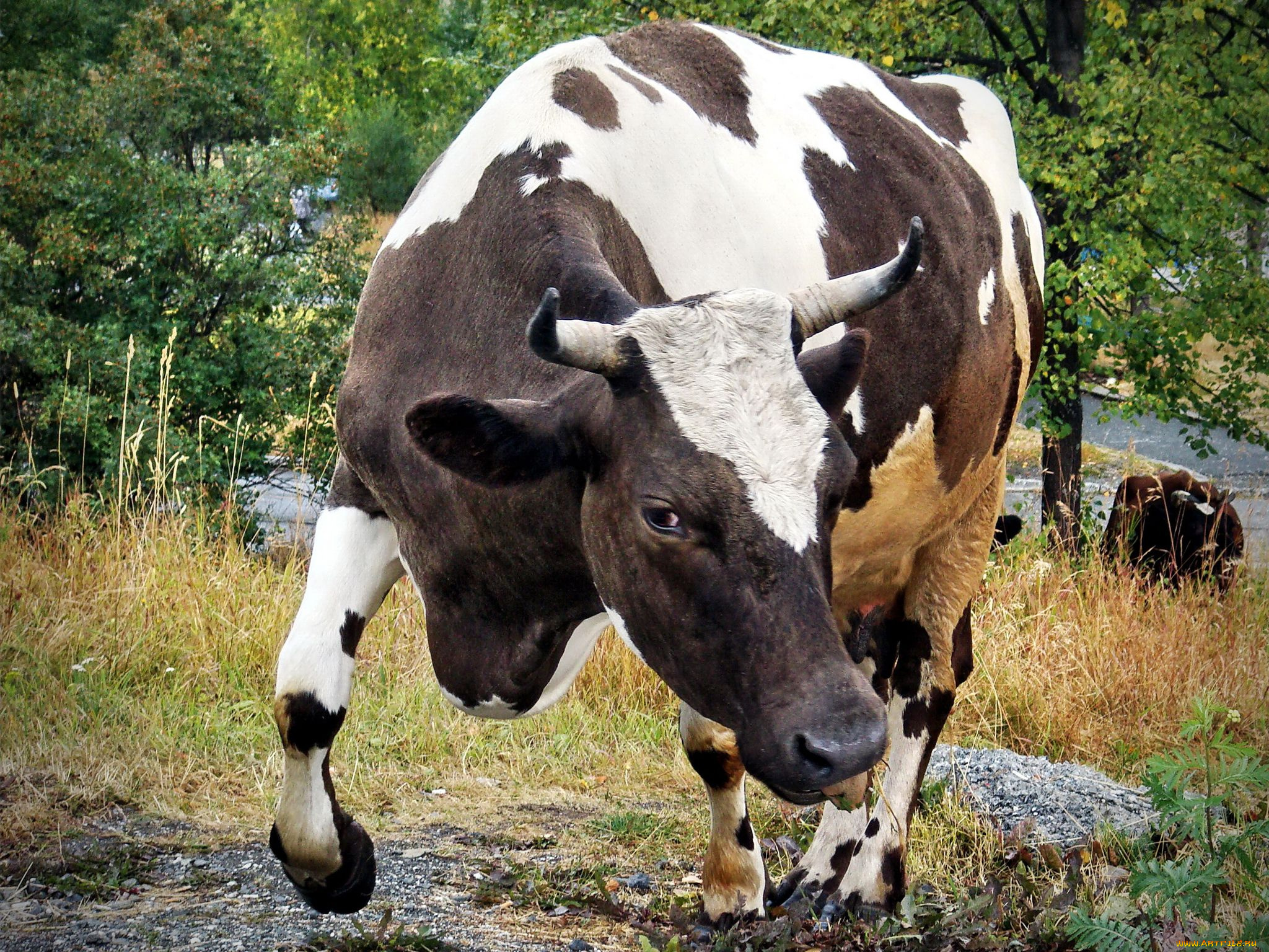 животные, коровы, буйволы