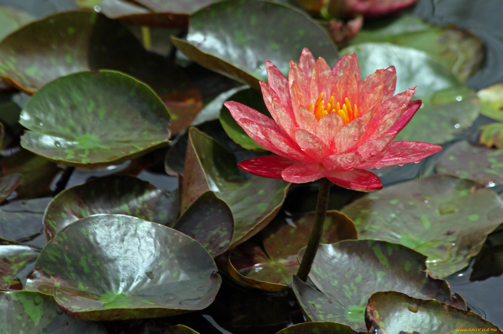 цветы, лилии, водяные, нимфеи, кувшинки, лепестки, листья