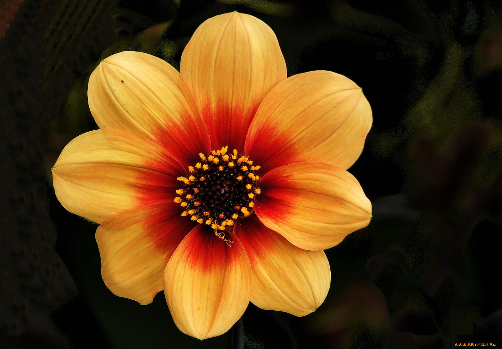 цветы, георгины, лепестки, жёлтый, тёмный