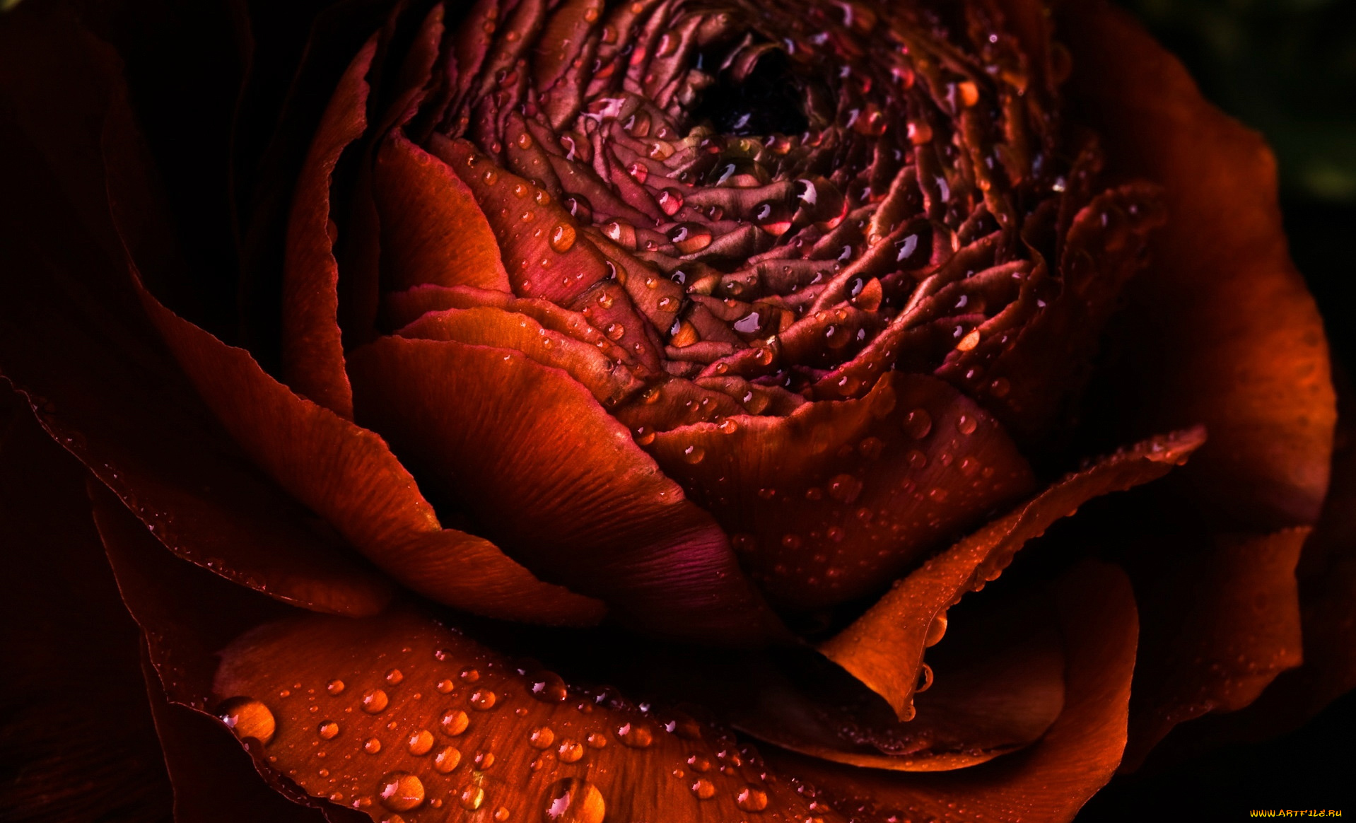 цветы, ранункулюс, азиатский, лютик, лепестки, капли, красный