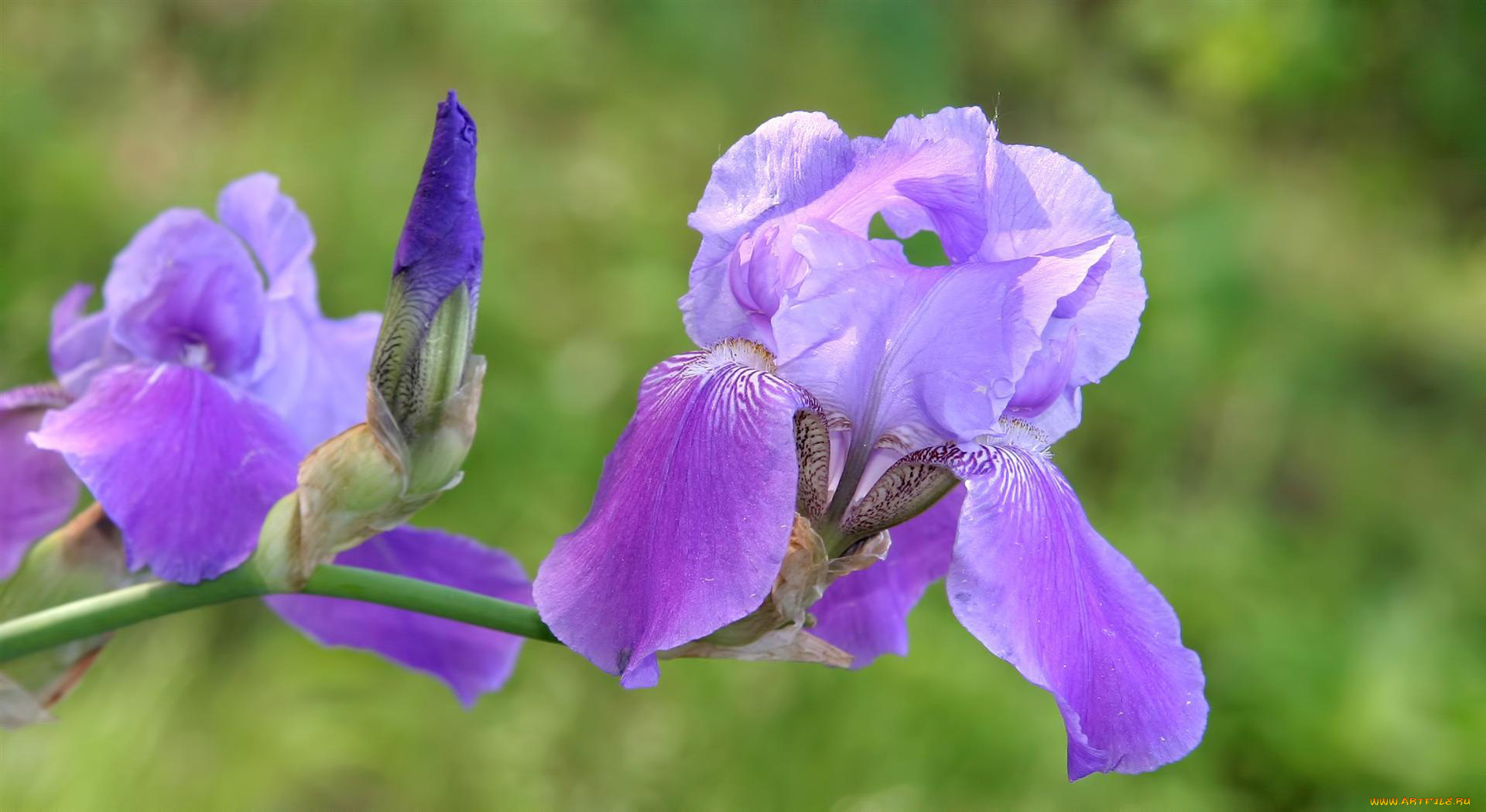 цветы, ирисы, сиреневый, бутон