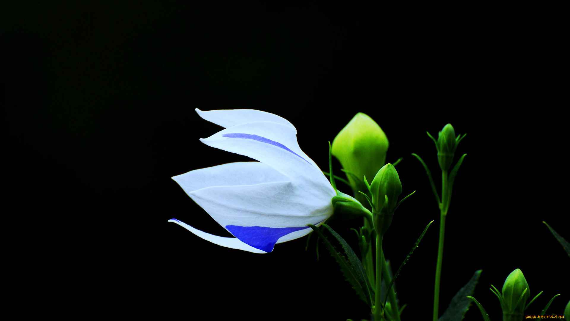 цветы, лепестки, бутоны, чёрный