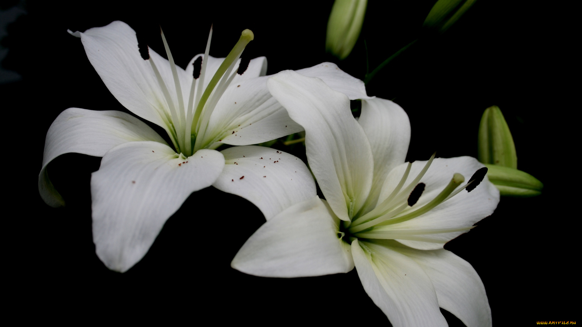 цветы, лилии, лилейники, лепестки, белый, чёрный