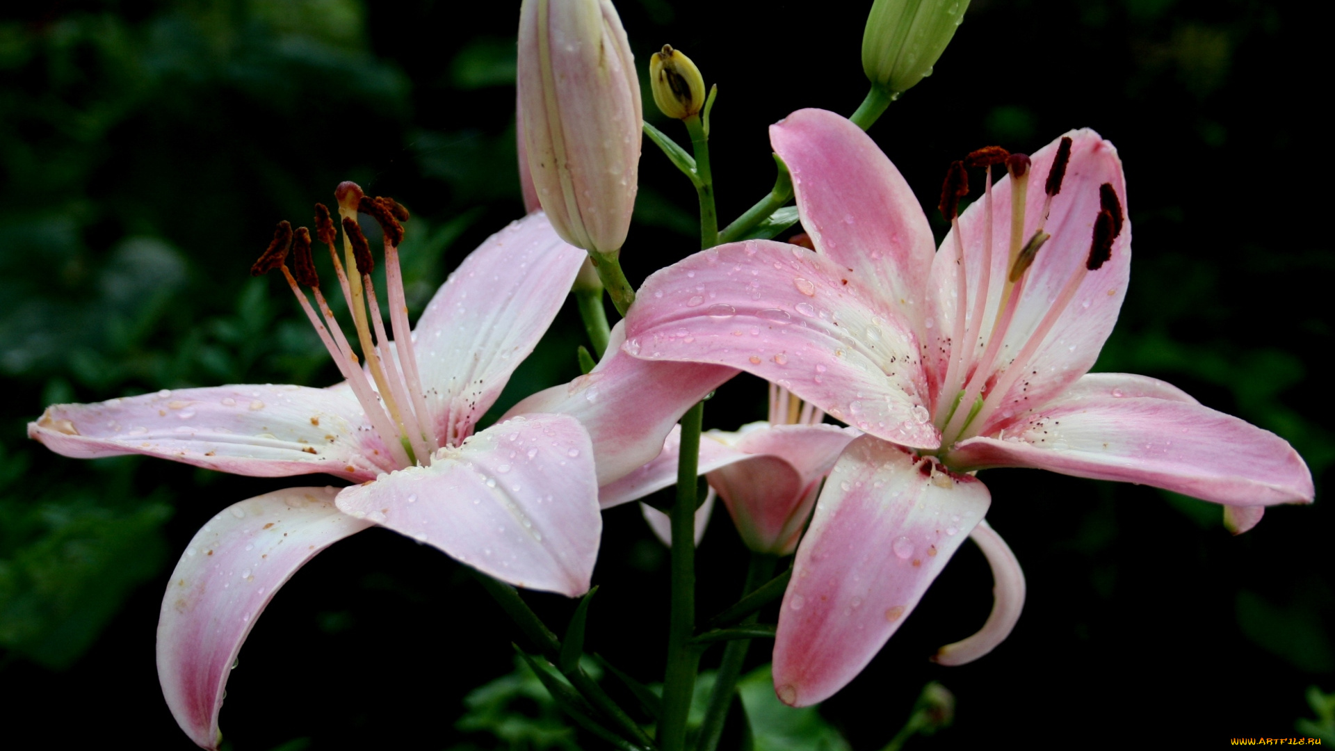 цветы, лилии, лилейники, лепестки, розовый, тёмный