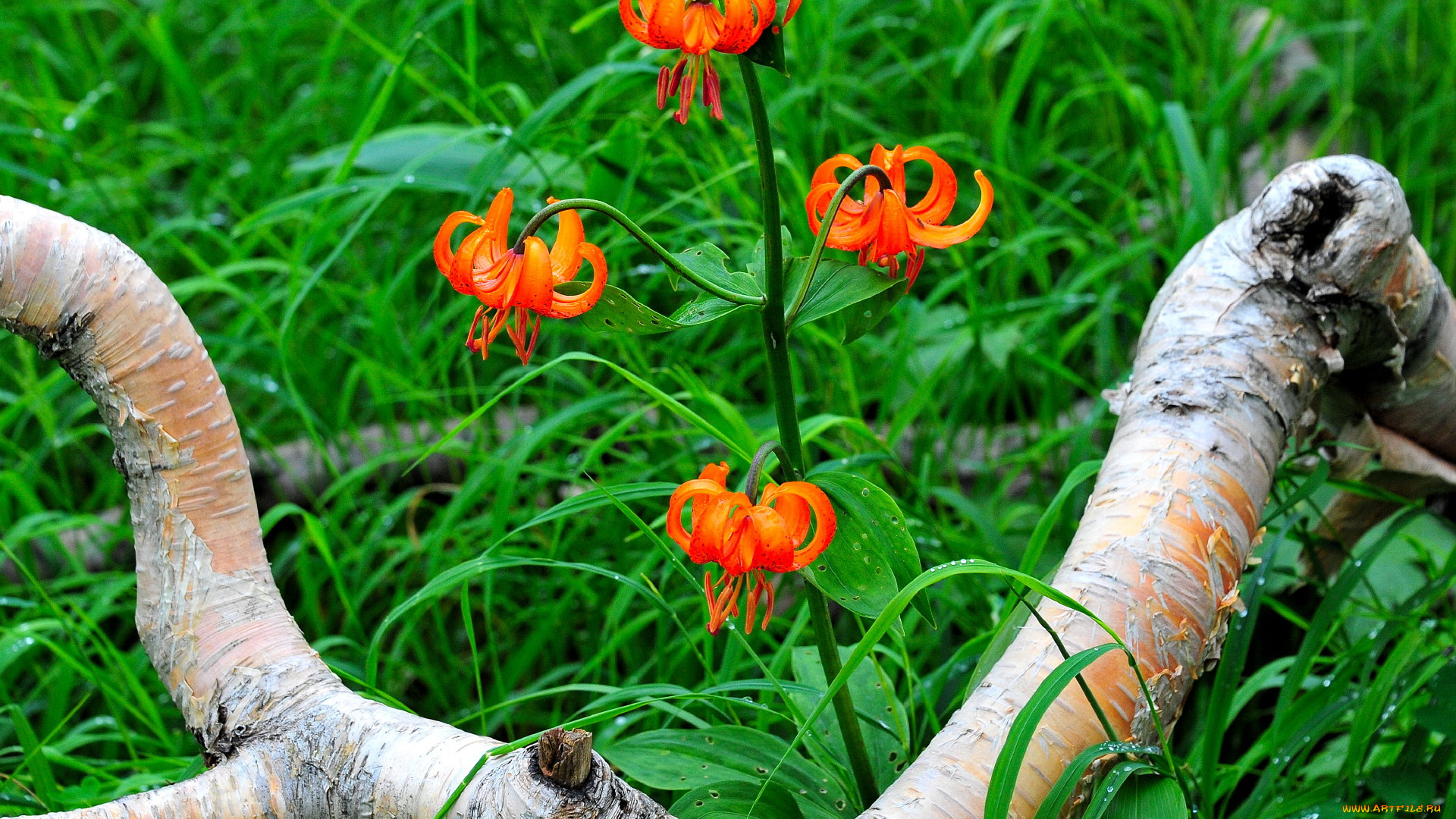 цветы, лилии, лилейники, ветка, трава, пепестки