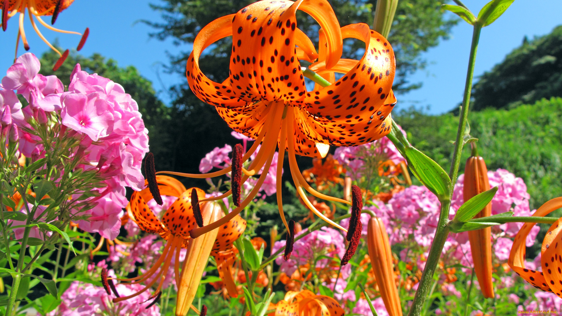 цветы, разные, вместе, лепестки, розовый