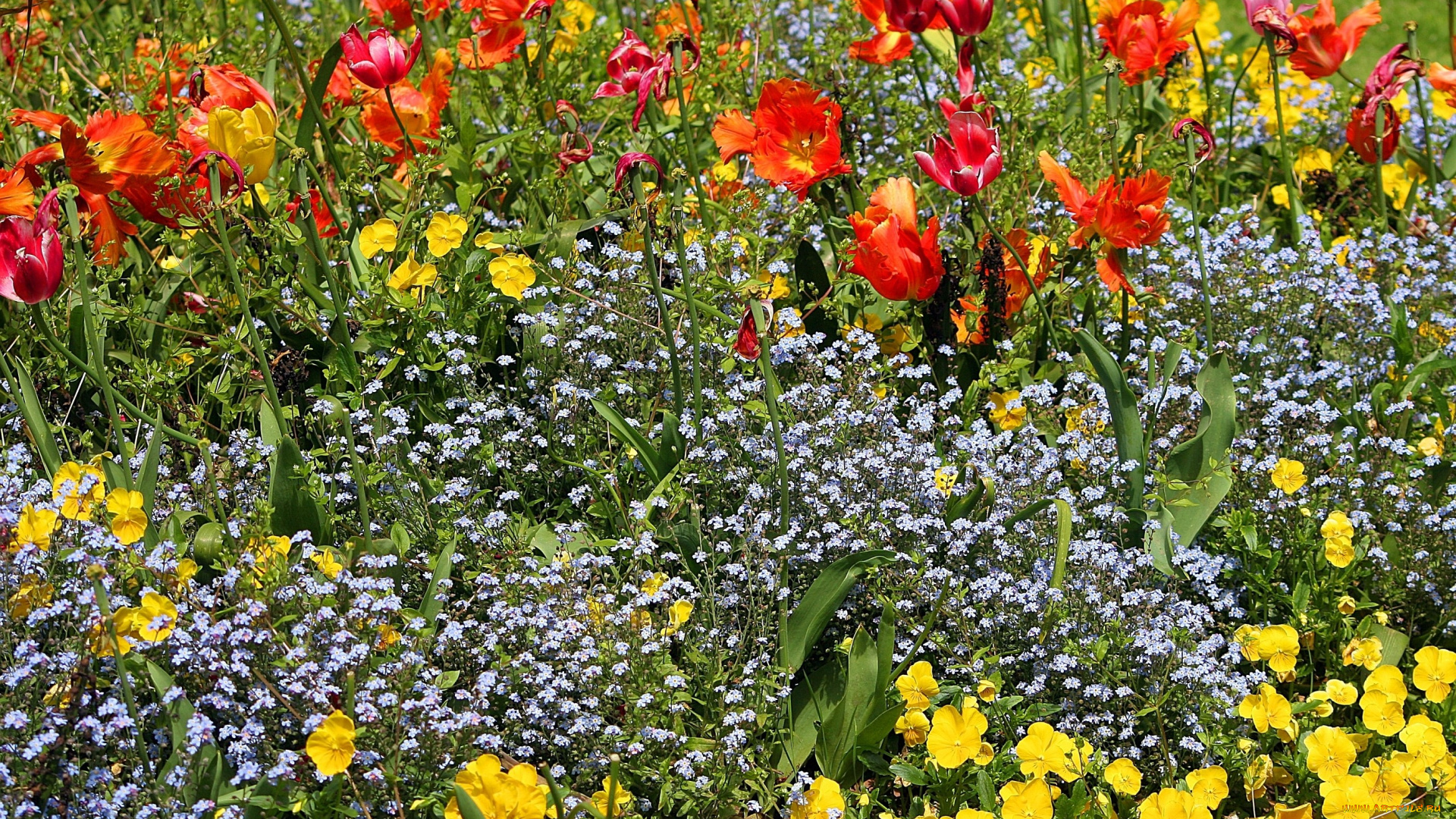 цветы, разные, вместе, тюльпаны, незабудки, виолы