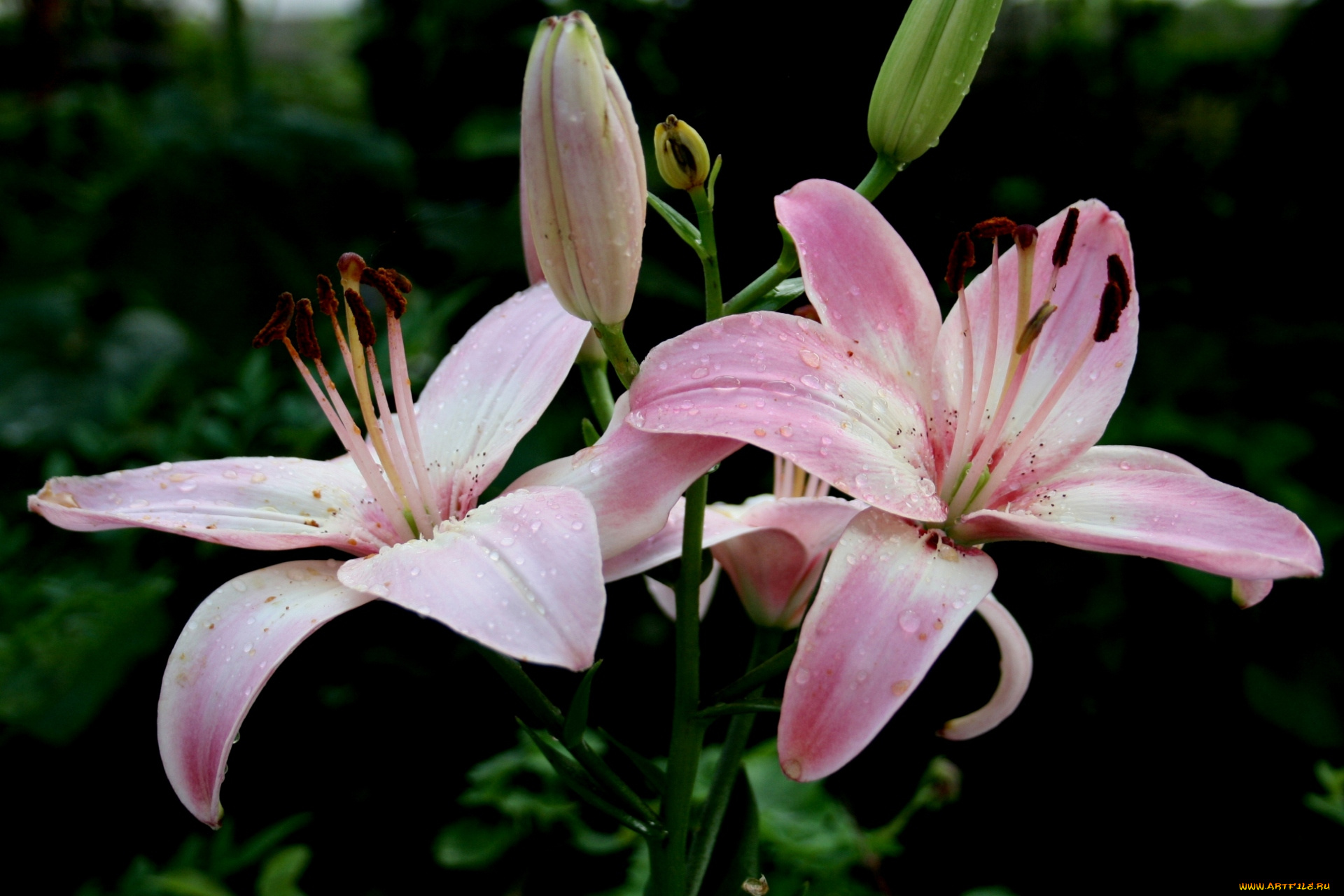 цветы, лилии, лилейники, лепестки, розовый, тёмный