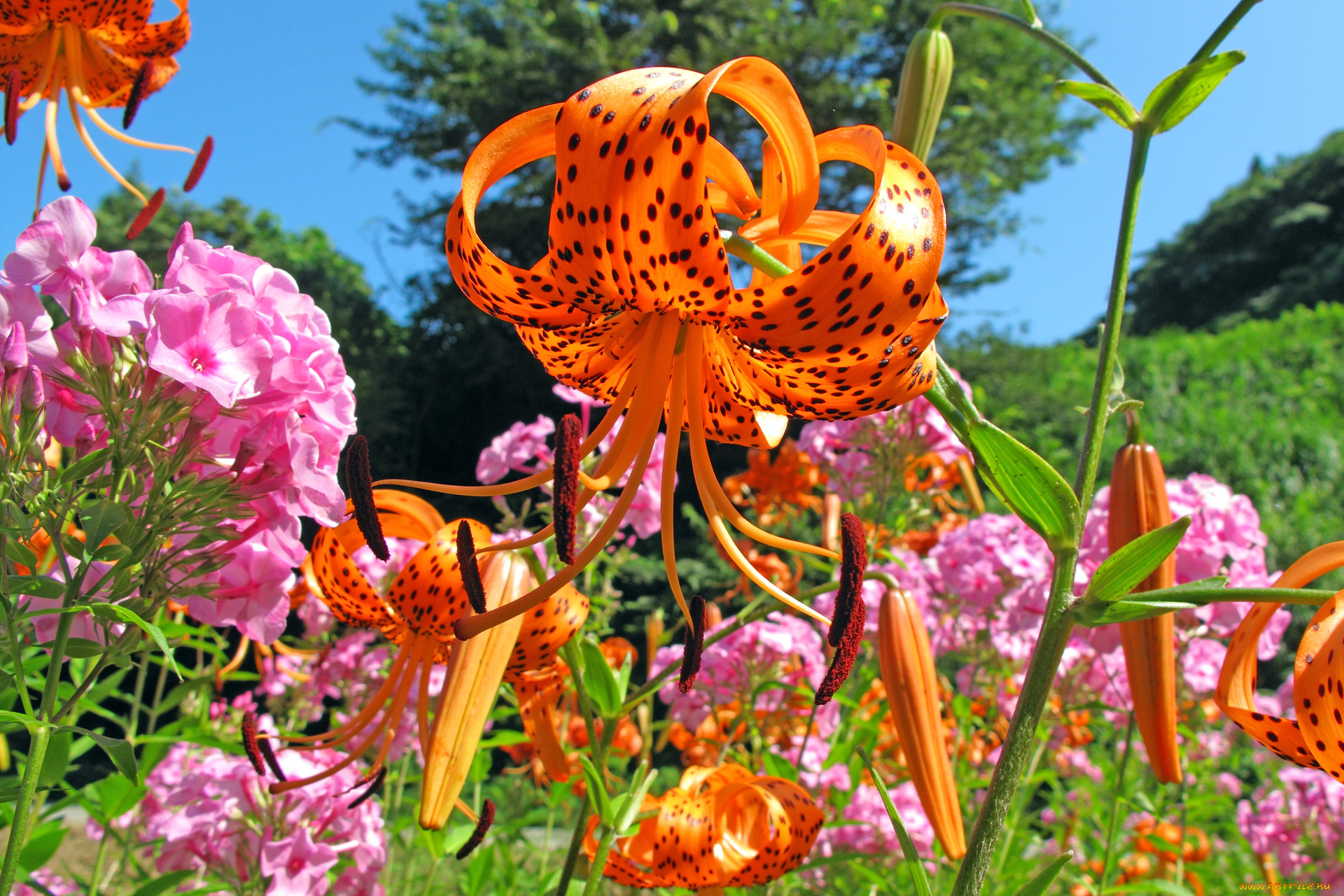 цветы, разные, вместе, лепестки, розовый