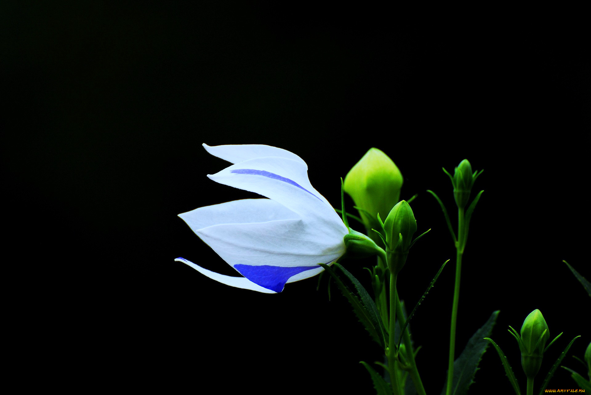 цветы, лепестки, бутоны, чёрный