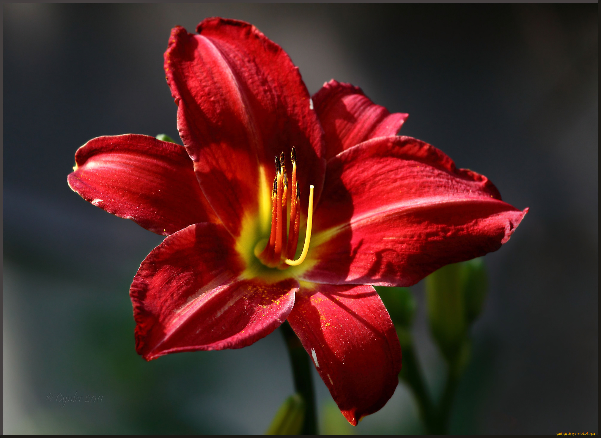 цветы, лилии, лилейники, красные, тёмный, фон, лепестки