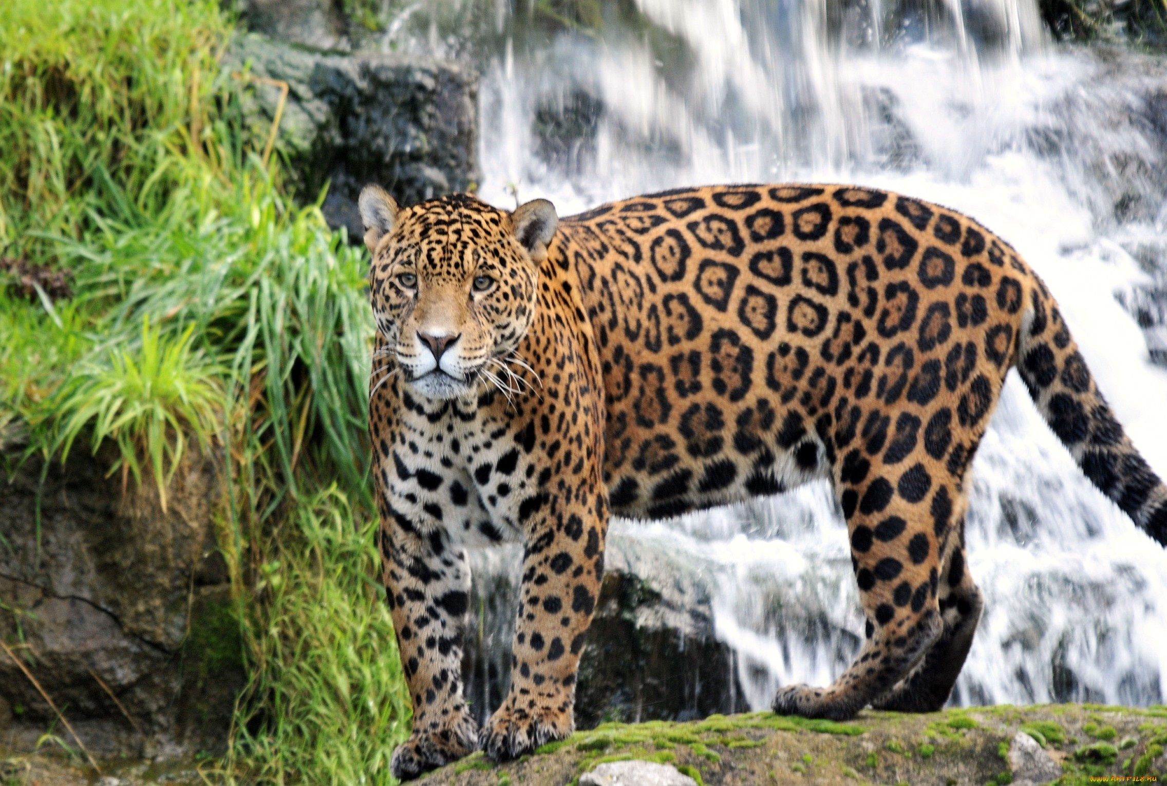 животные, Ягуары, хищник, пятна