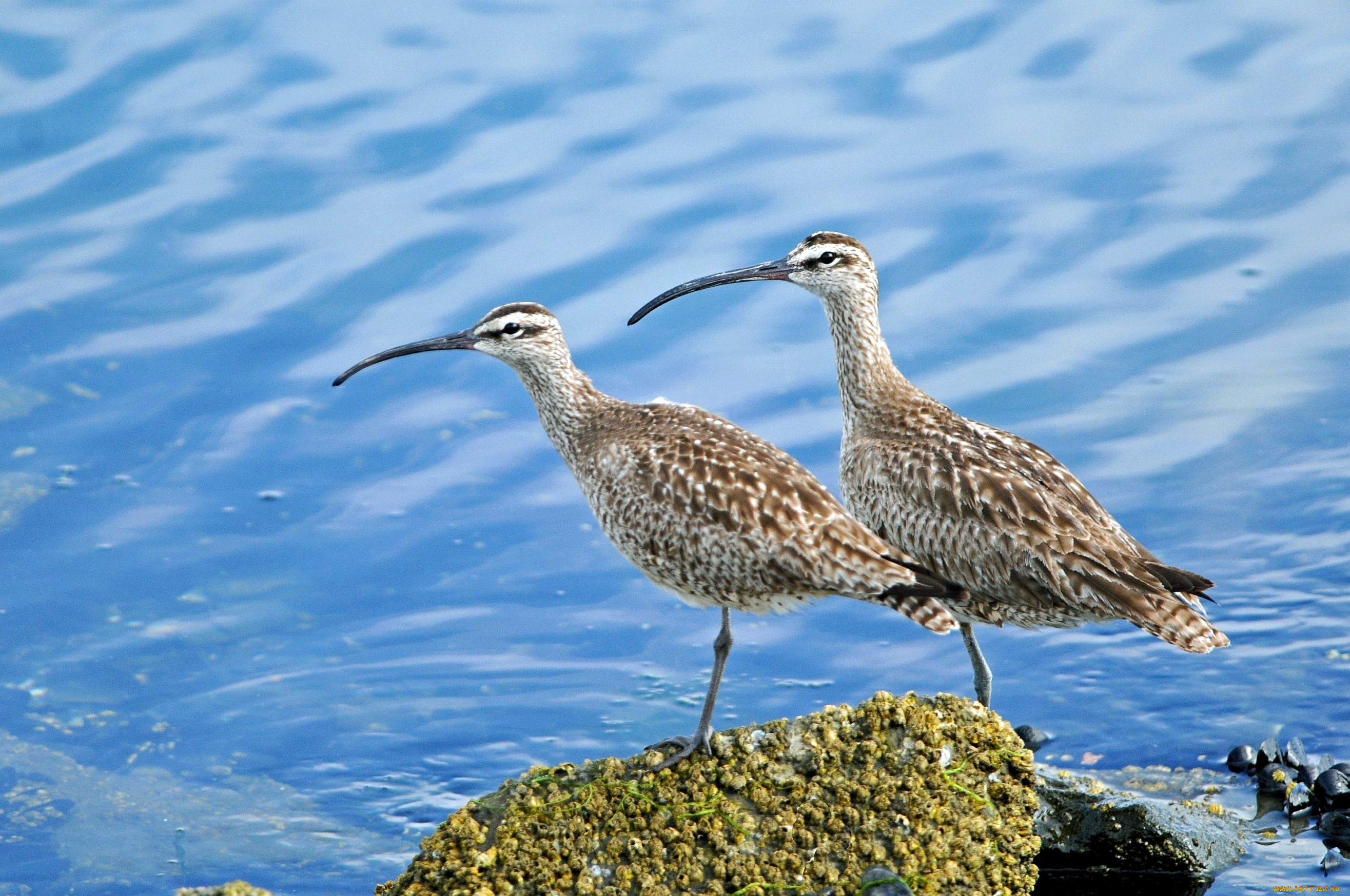кроншнепы, животные, птицы, пара, пестрый, клюв