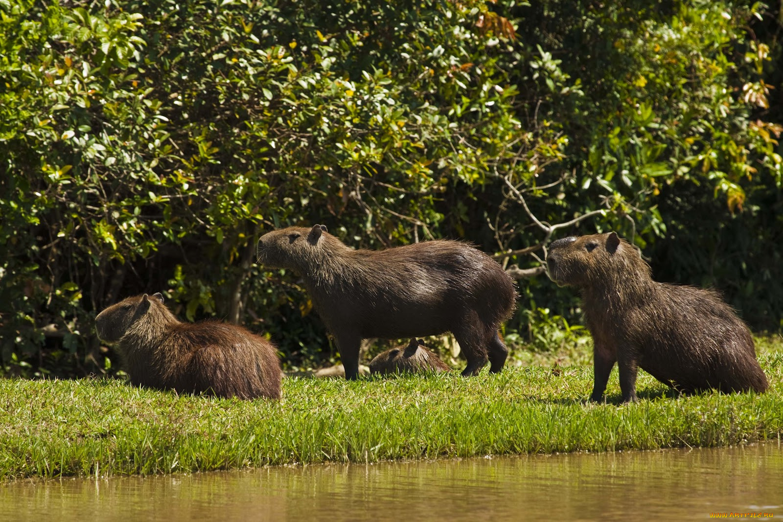 животные, капибары