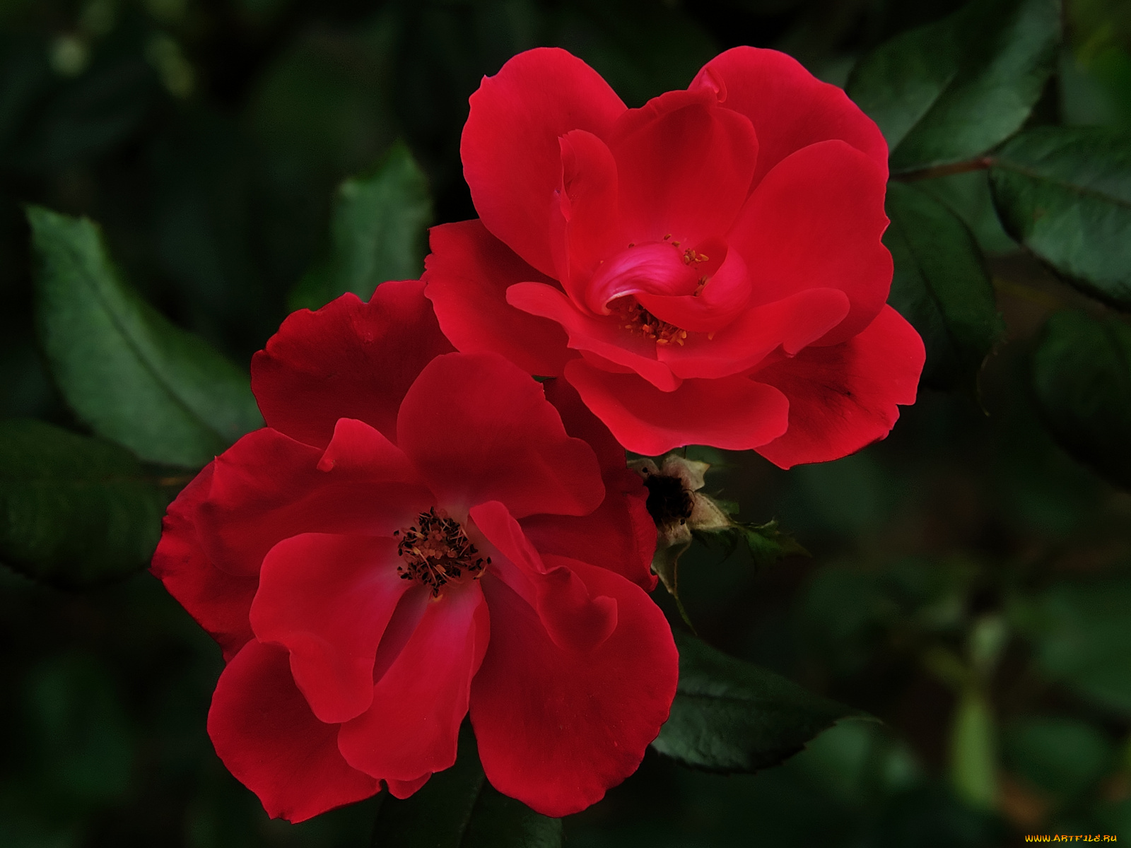 цветы, розы