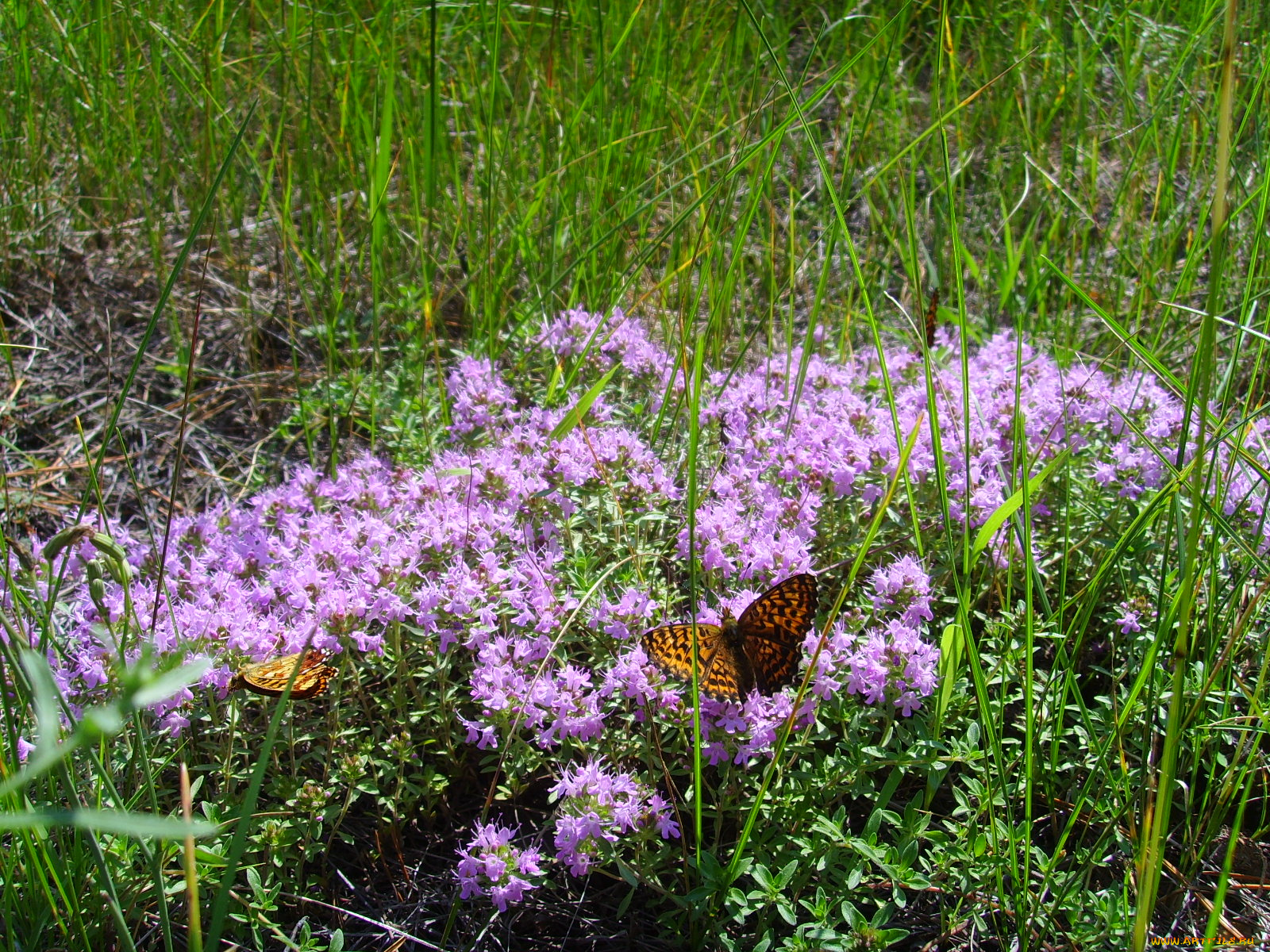 природа, луга, бабочки, цветы