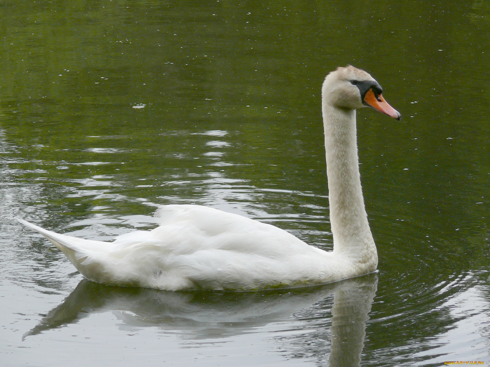 животные, лебеди, лебедь