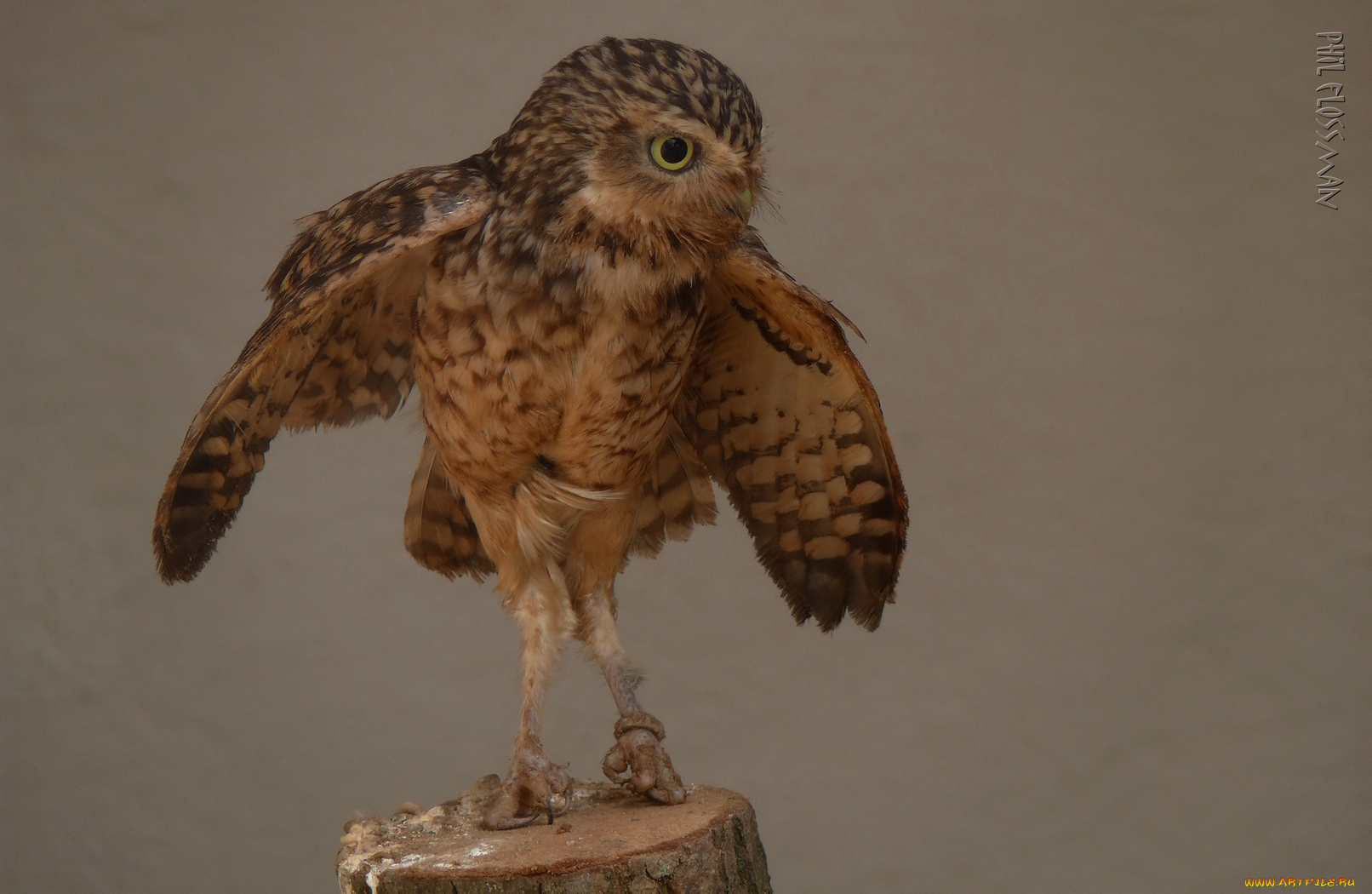 животные, совы, сова