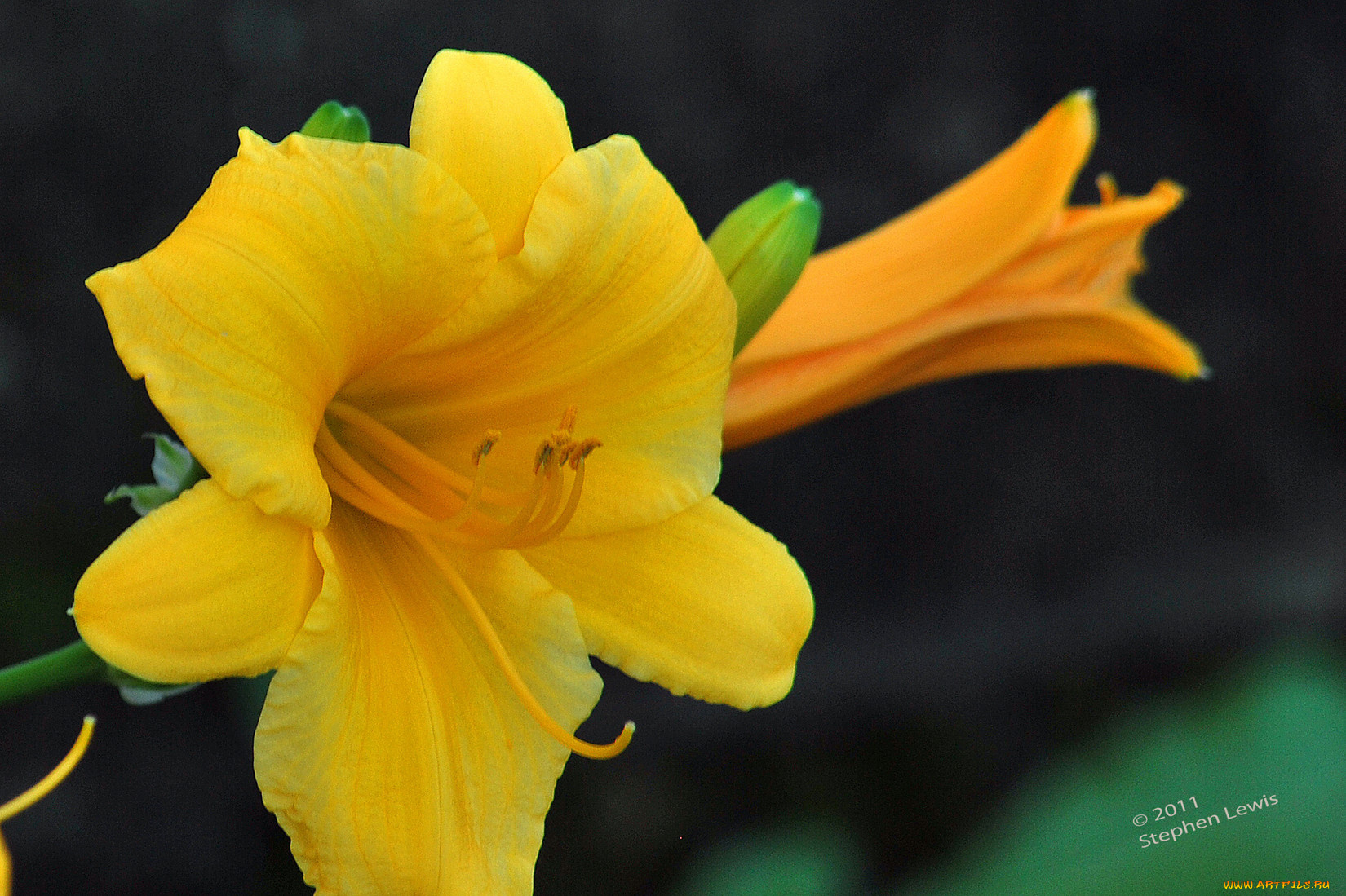 цветы, лилии, лилейники, цветок