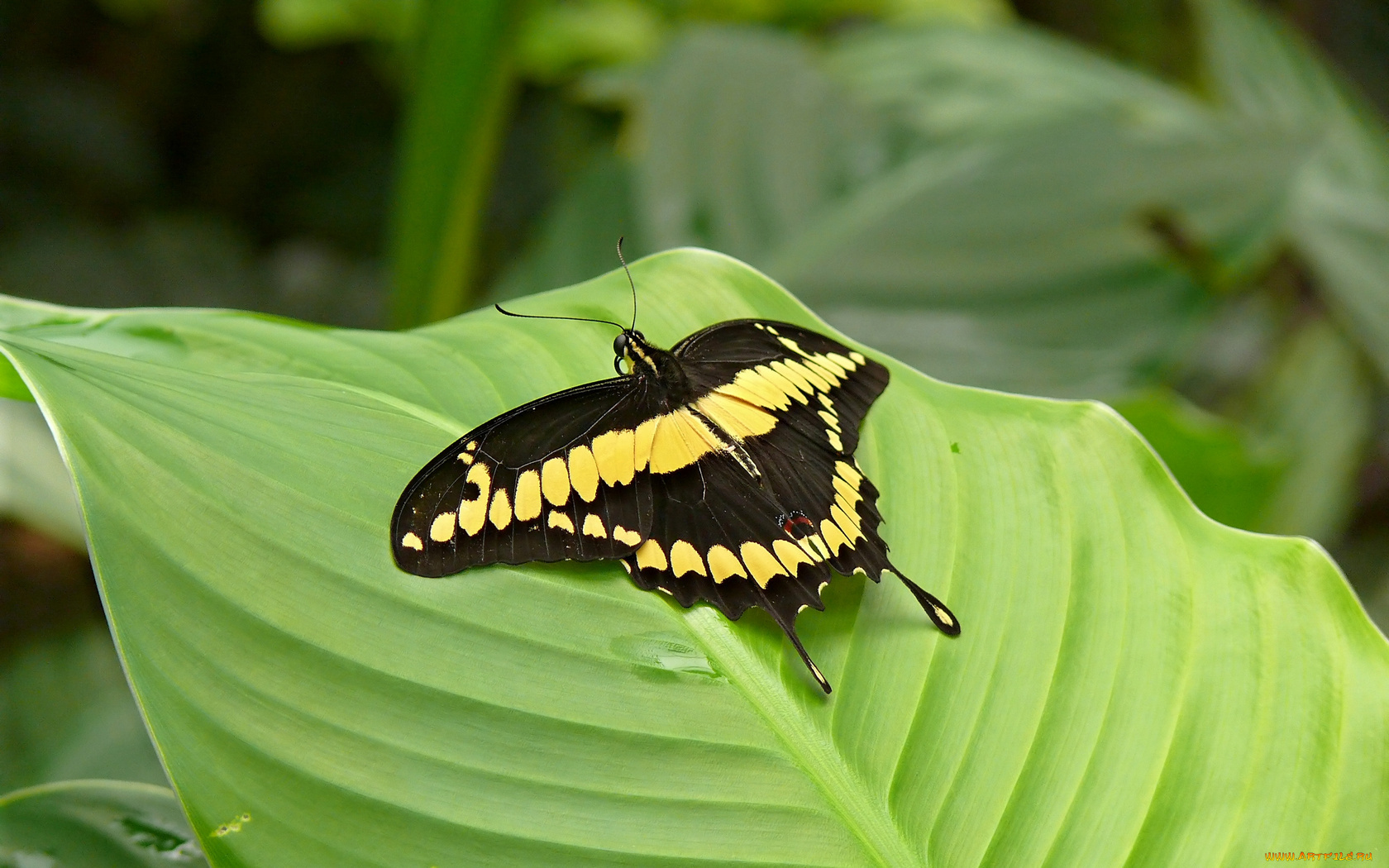 животные, бабочки, бабочка