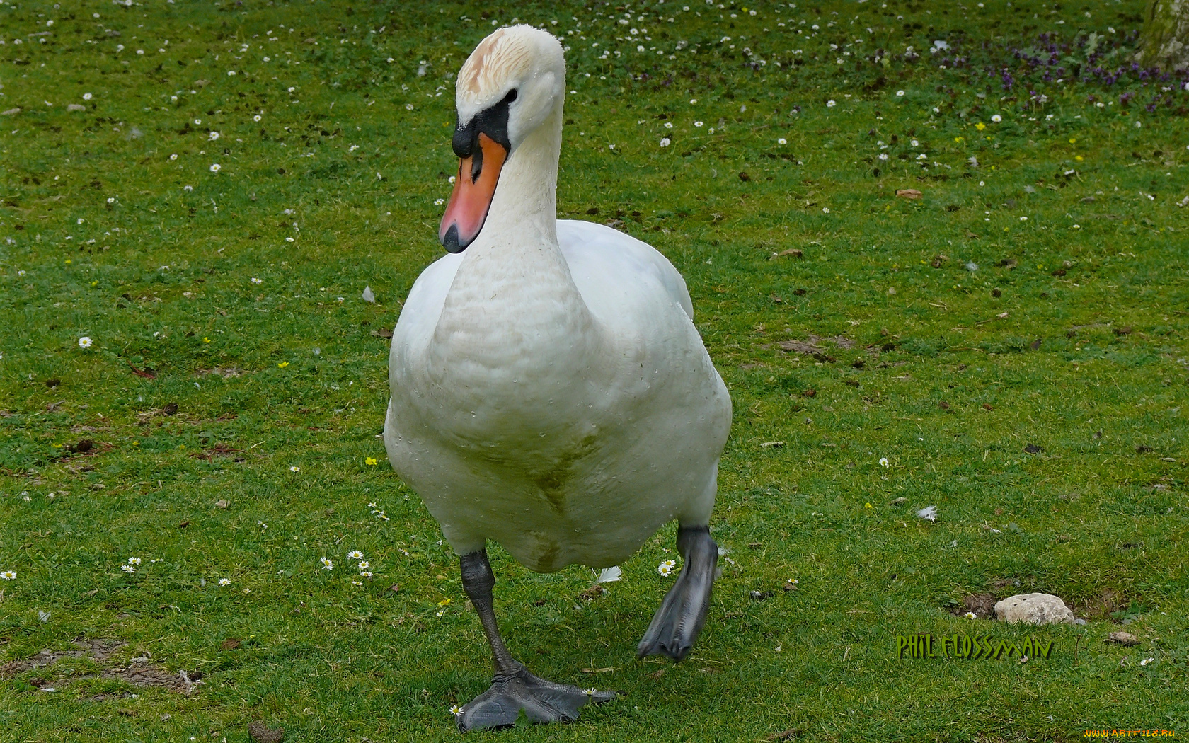 животные, гуси, гусь