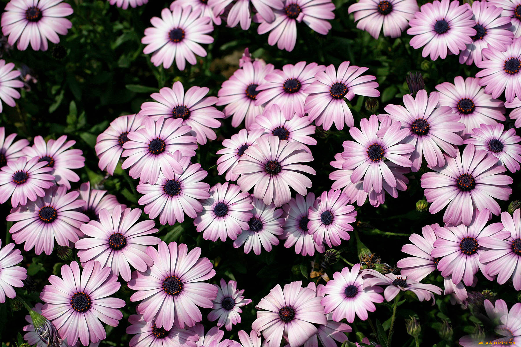 цветы, диморфотеки