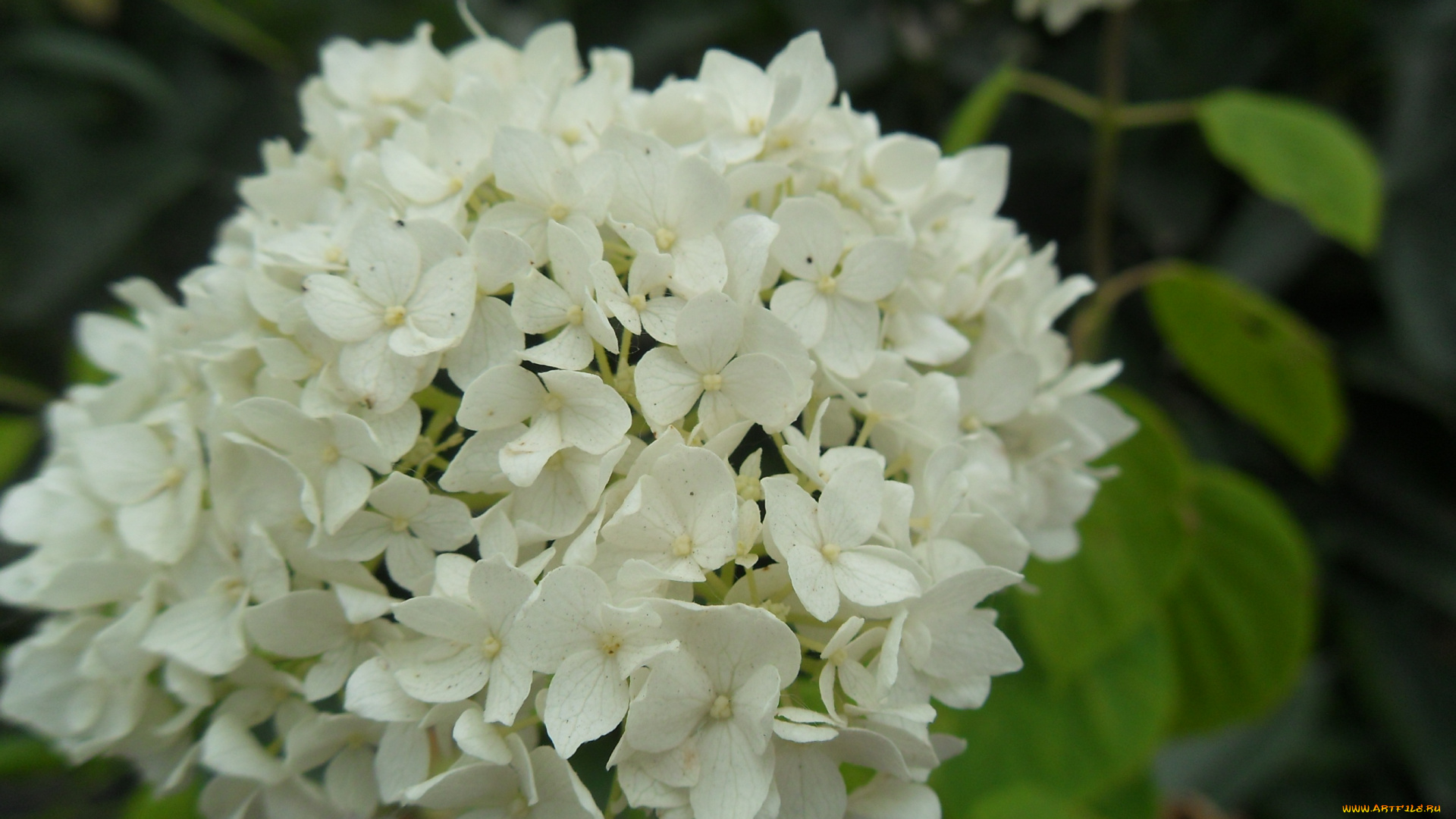 цветы, гортензия, бутоны