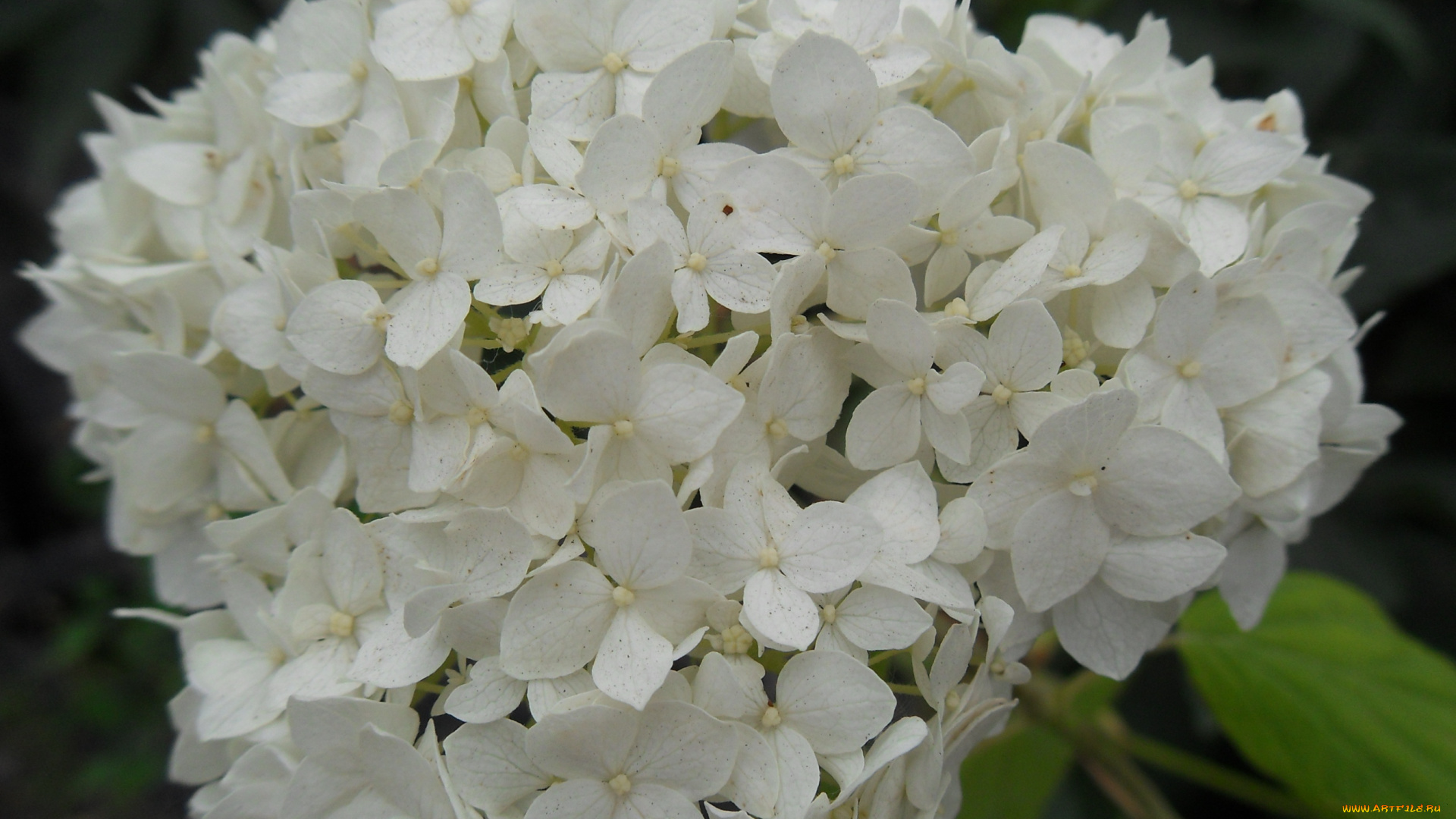 цветы, гортензия, бутоны