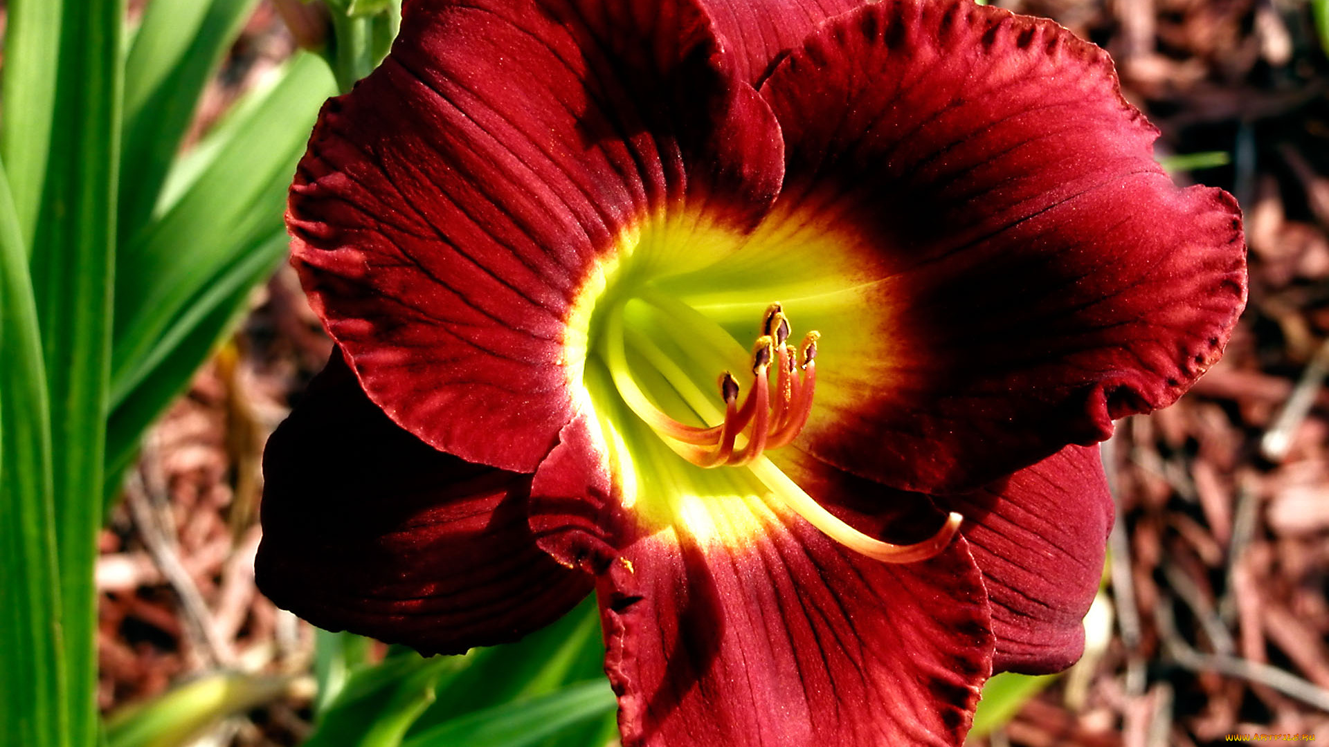 цветы, лилии, лилейники, бутон